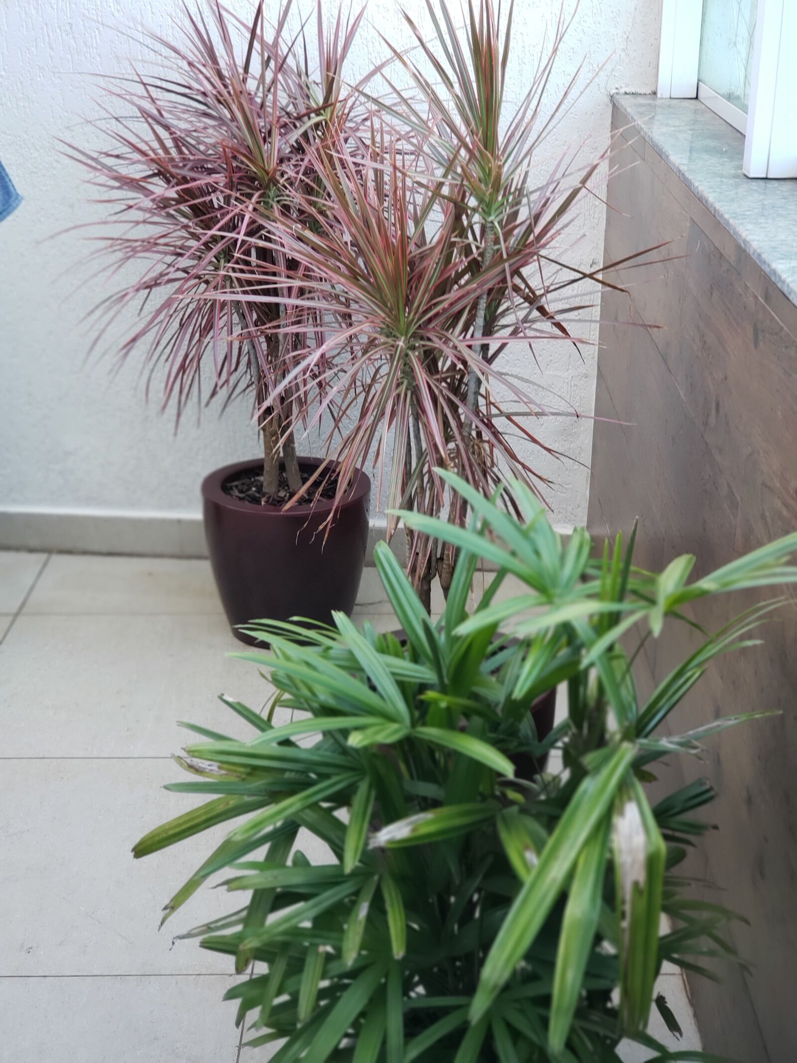 Samsung Galaxy S9+ sample photo. Planta, natureza, plants photography