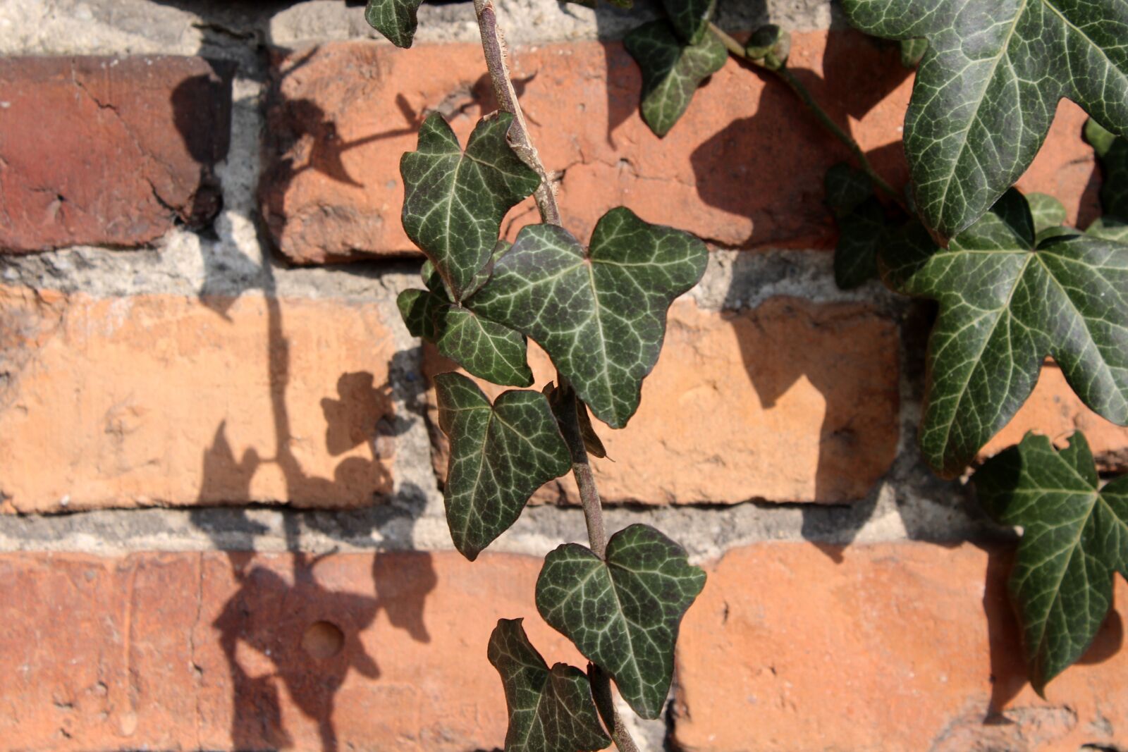 Canon EOS 1200D (EOS Rebel T5 / EOS Kiss X70 / EOS Hi) sample photo. Leaf, creeper, ivy photography