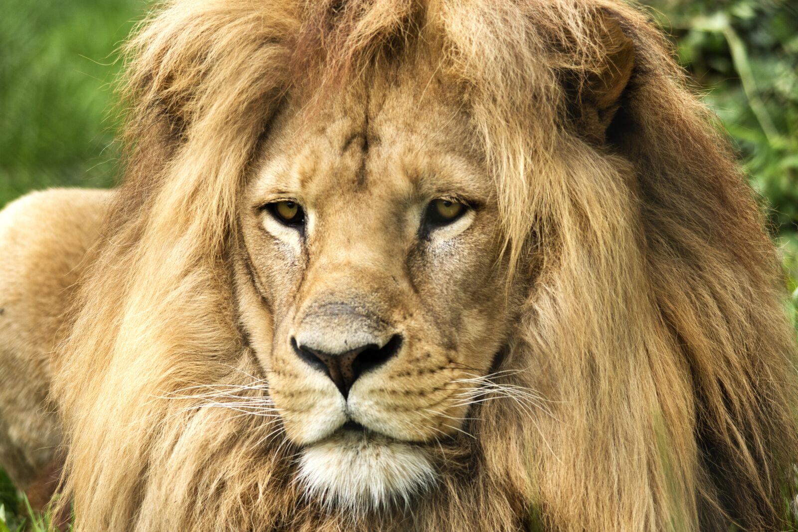 Nikon D5600 sample photo. Lion, tawny, predator photography