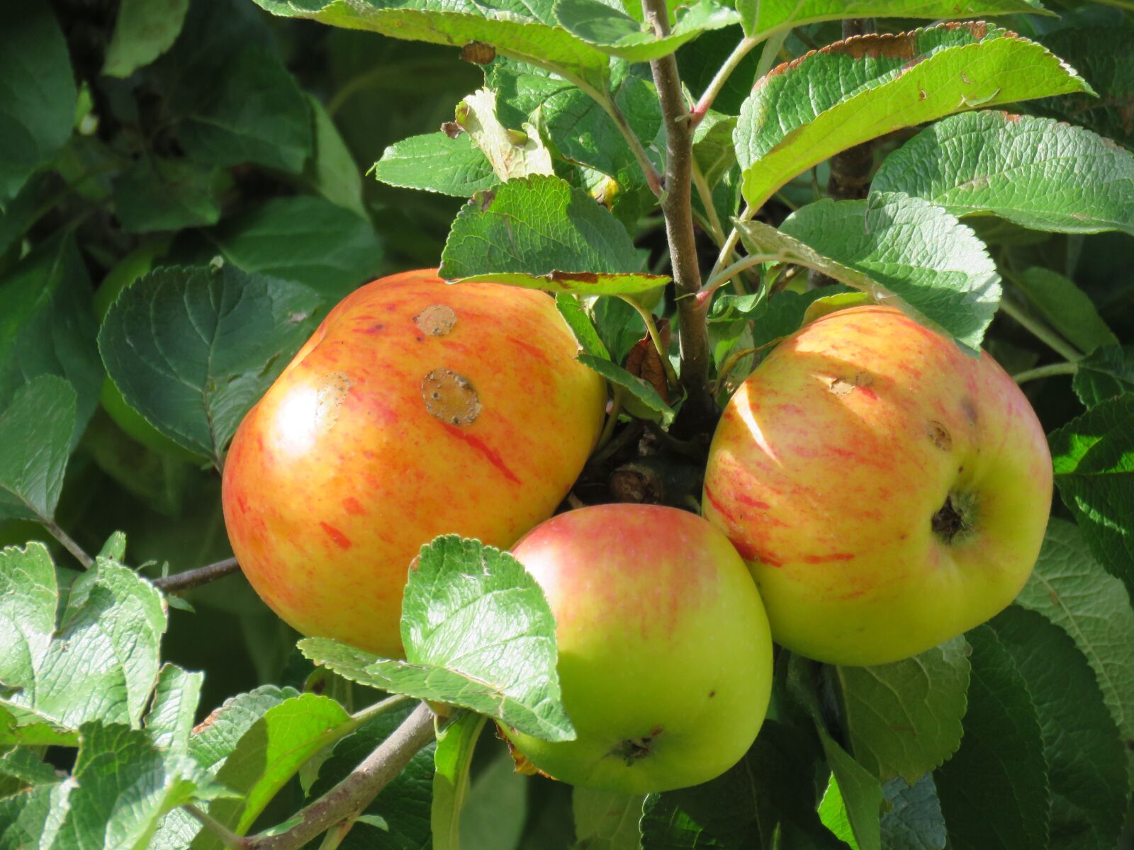 Canon PowerShot SX60 HS sample photo. Apples, tree, ripe photography