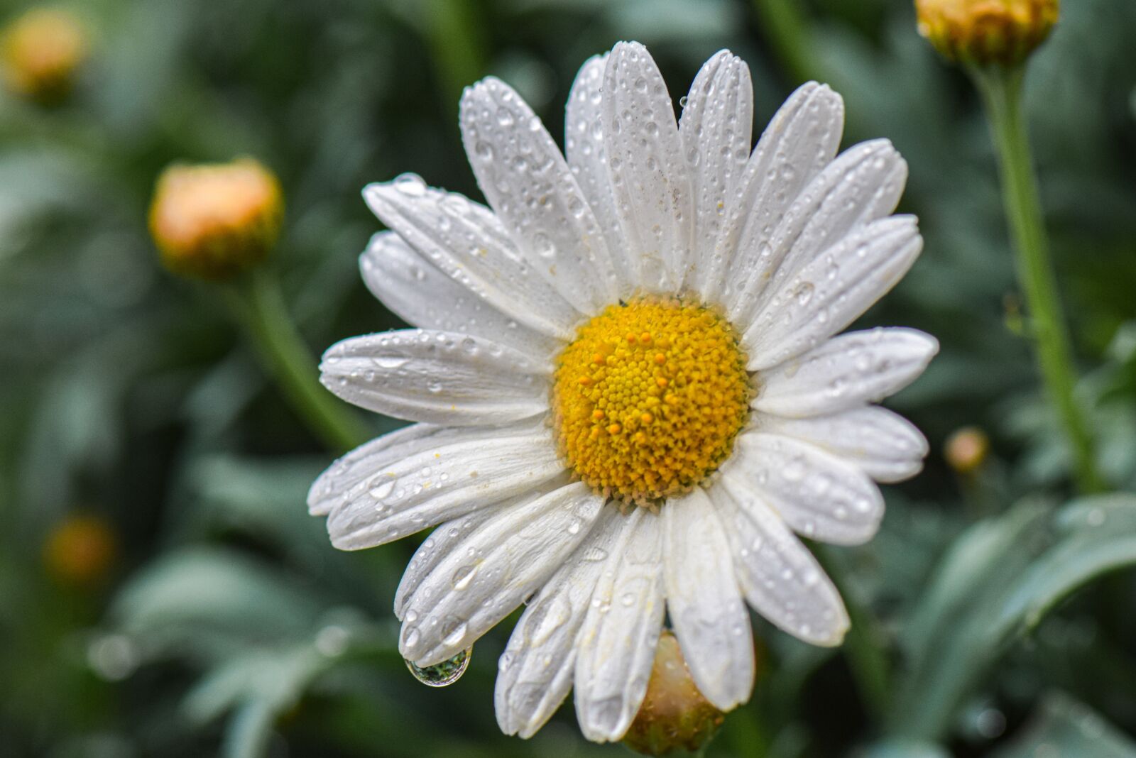 Nikon D5300 sample photo. Margriet, flower, vegetable photography