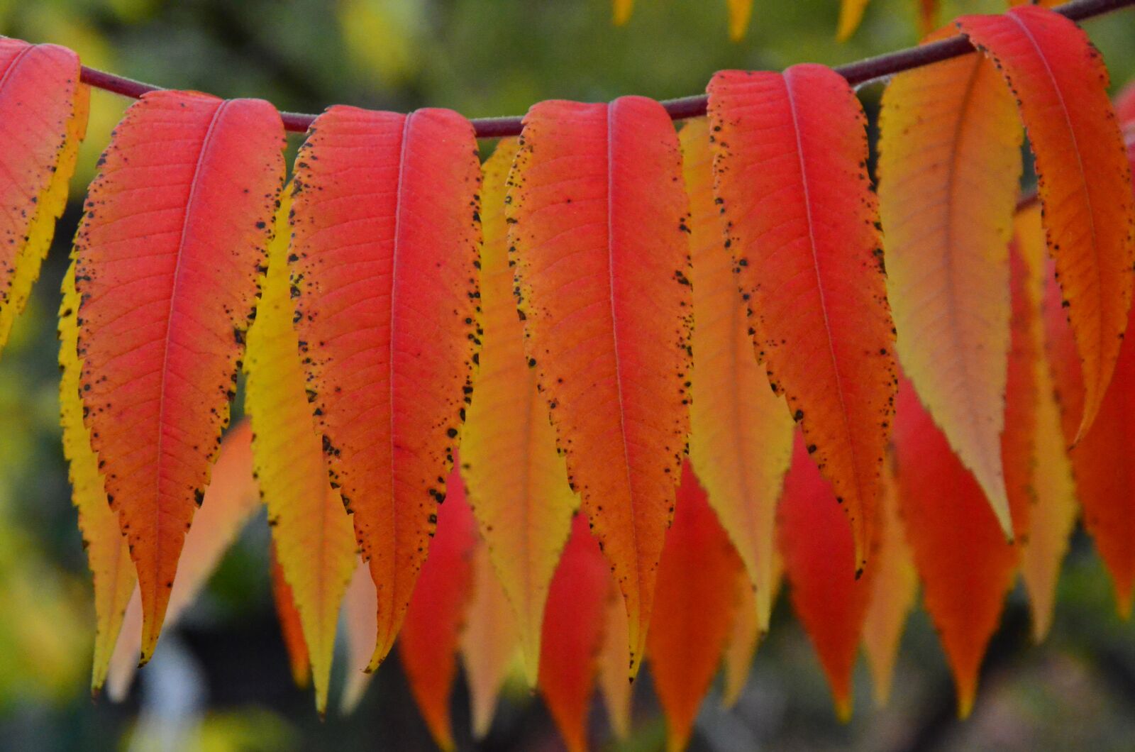 Nikon D7000 sample photo. Sumac octowiec, autumn, colors photography
