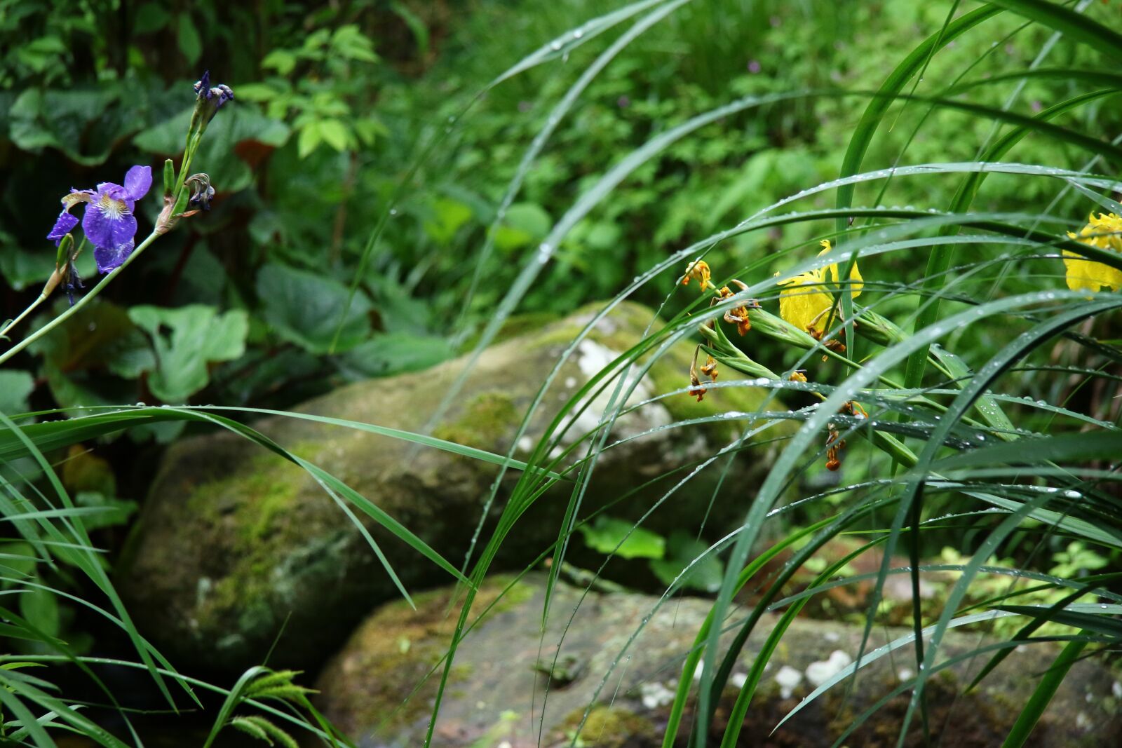Canon EF-S 17-85mm F4-5.6 IS USM sample photo. Garden, pond, nature photography