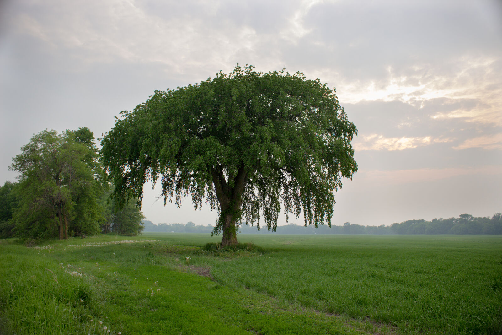 Canon EOS 600D (Rebel EOS T3i / EOS Kiss X5) sample photo. Green, haze, summer, tree photography