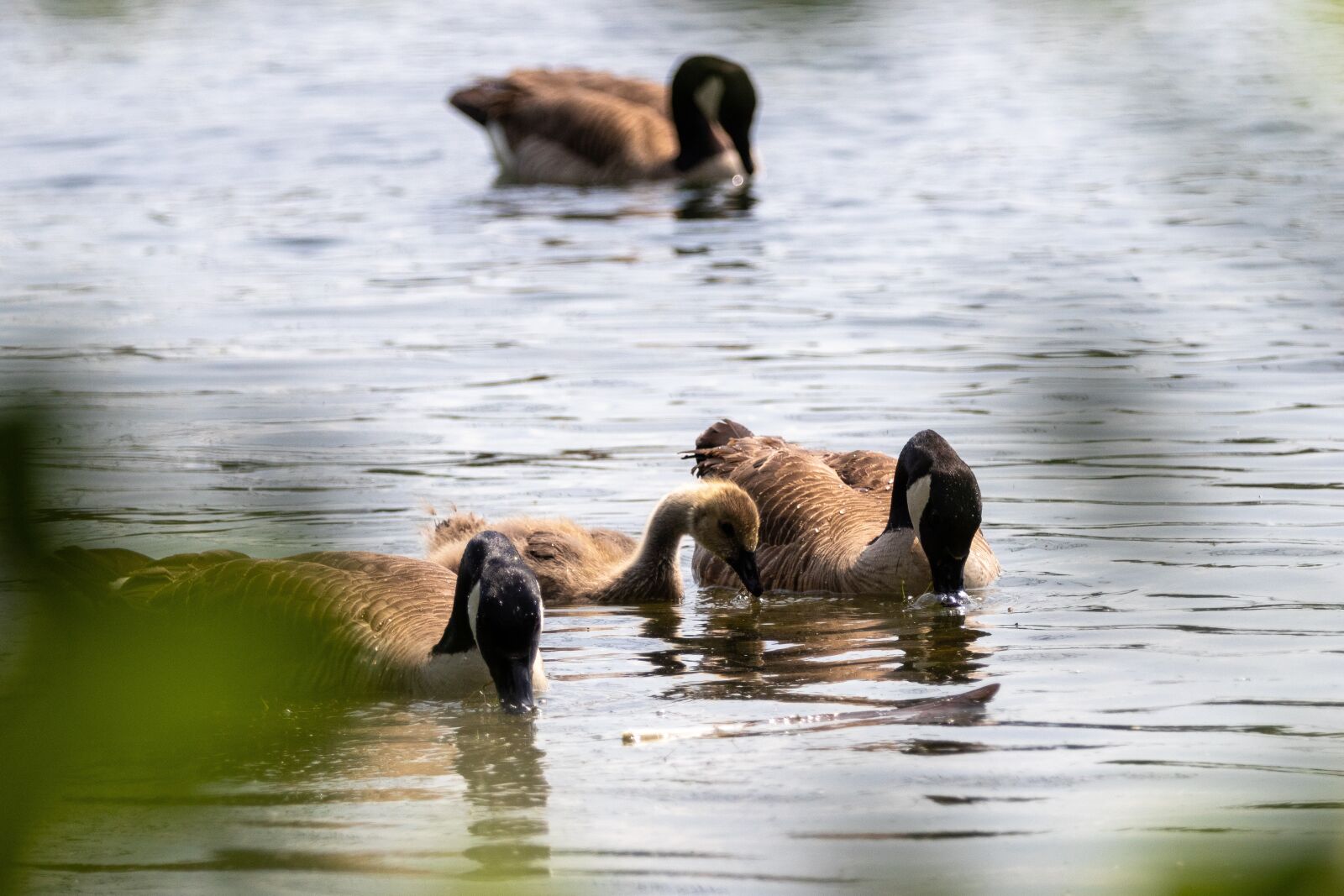 Canon EF 70-200mm F2.8L IS II USM sample photo. Geese, canada geese, nature photography
