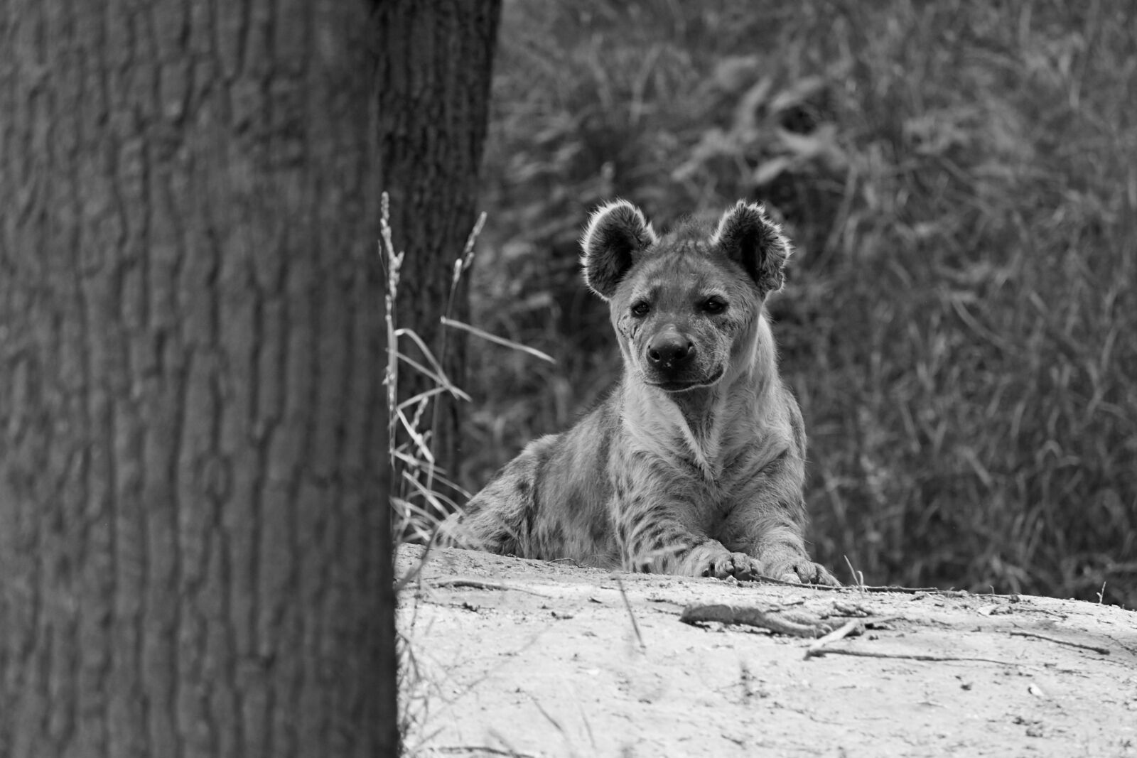 Nikon D7200 sample photo. Hyena, animal, africa photography