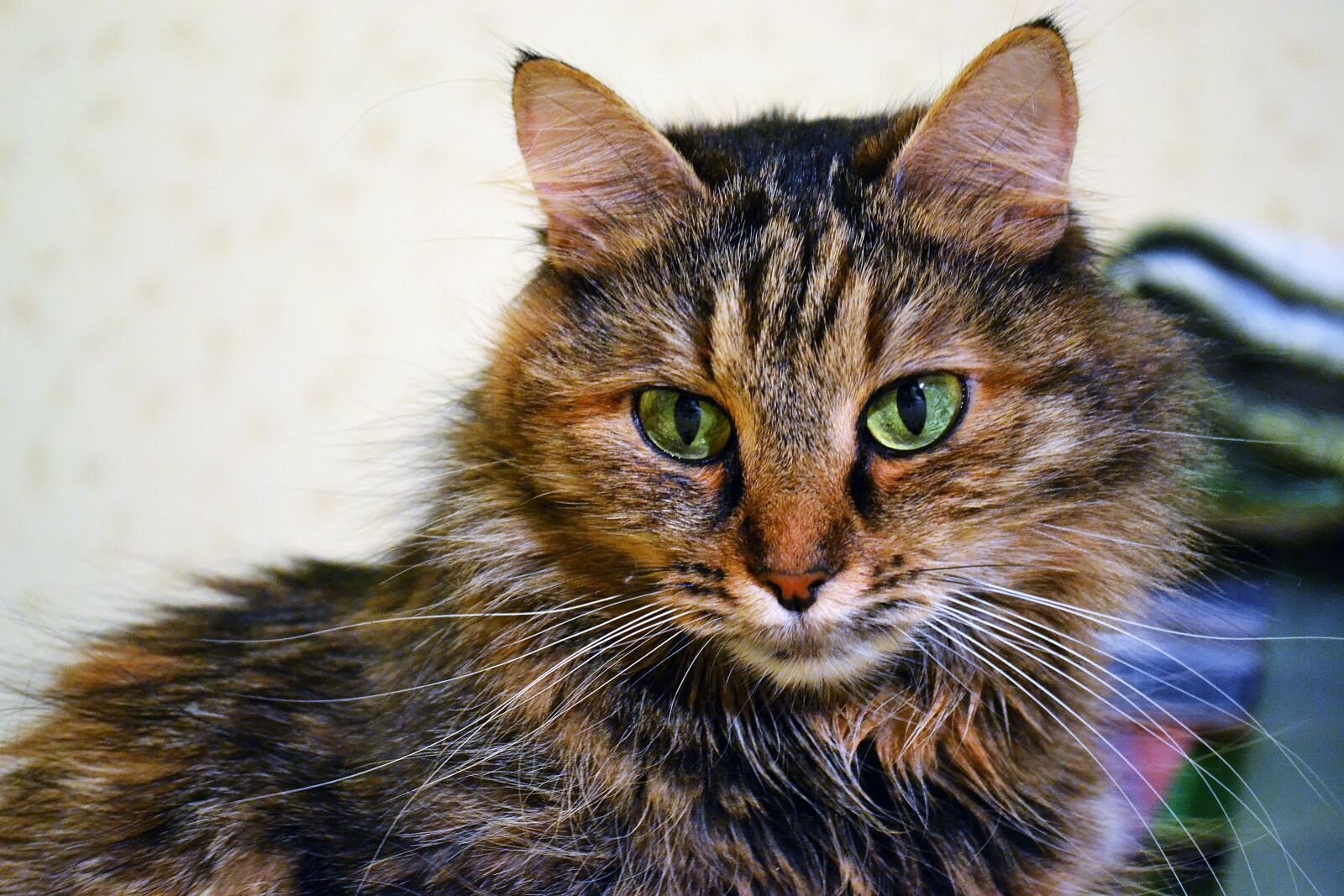 Nikon D3100 sample photo. Cat, redhead, eyes photography