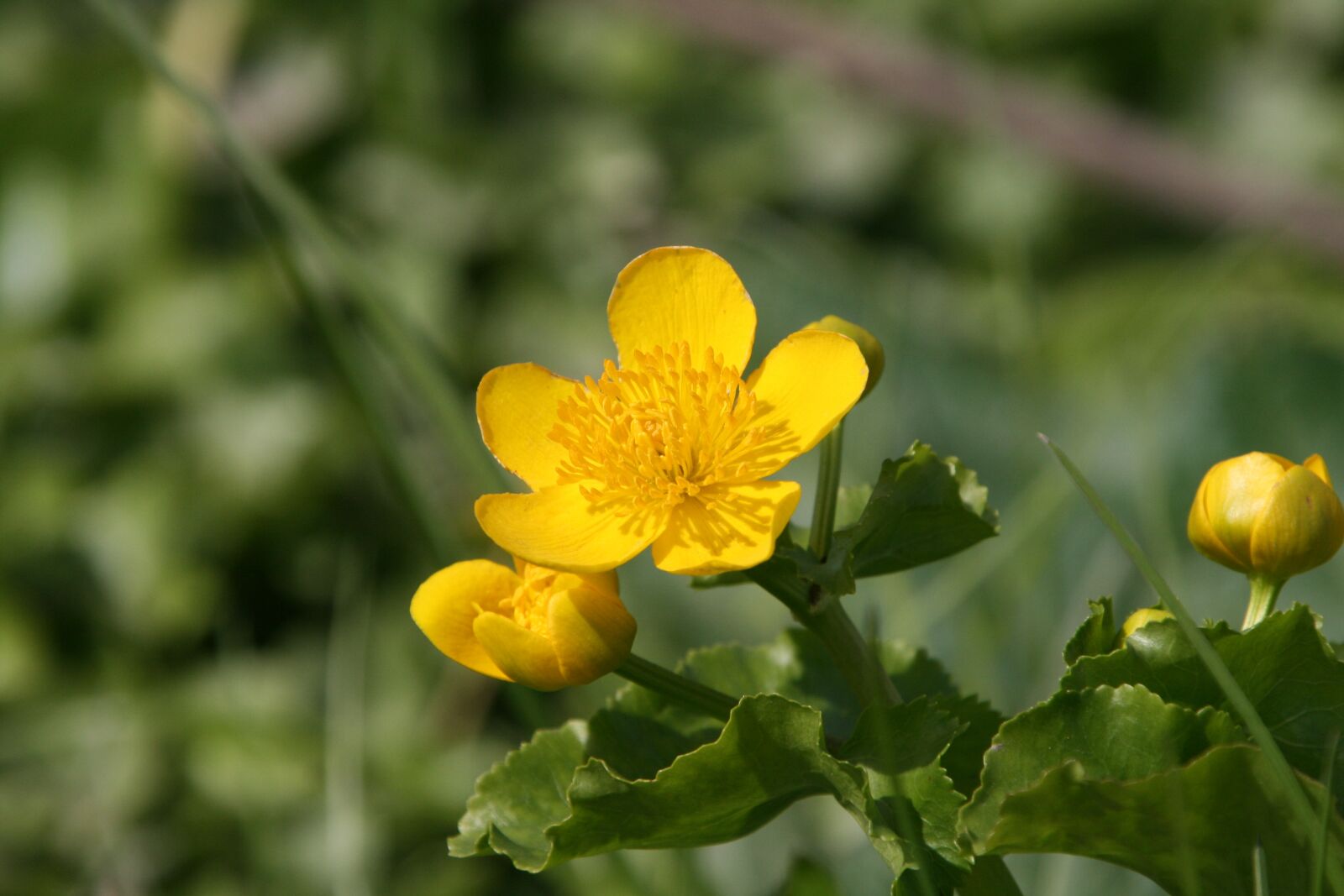 Canon EOS 400D (EOS Digital Rebel XTi / EOS Kiss Digital X) sample photo. Flower, yellow, buttercup photography