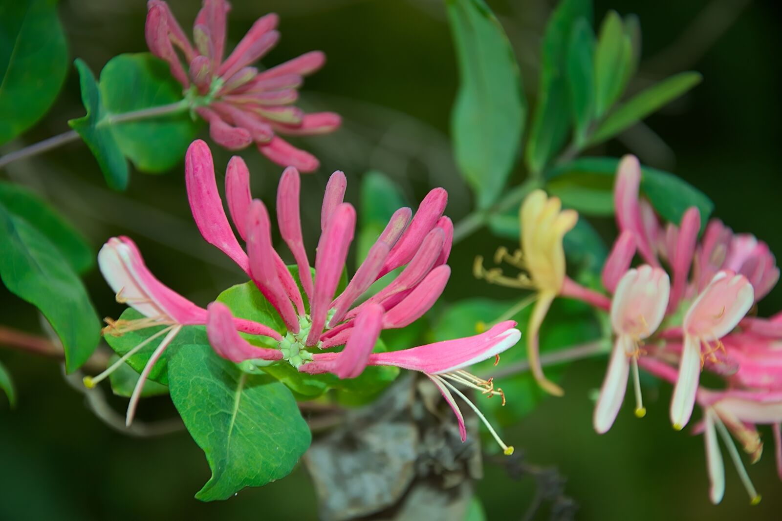 Nikon D3300 sample photo. Blossom, bloom, red photography