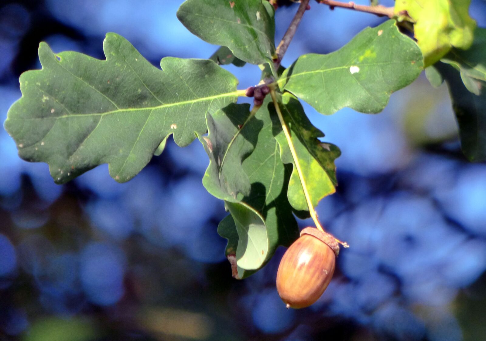 Panasonic DMC-FZ72 sample photo. Acorn, leaves, color photography
