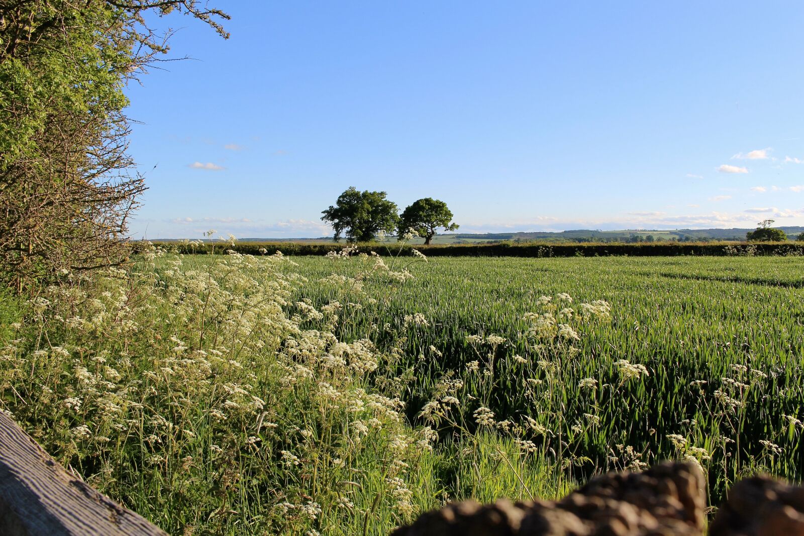 Canon EOS 100D (EOS Rebel SL1 / EOS Kiss X7) sample photo. English countryside, yorkshire moors photography