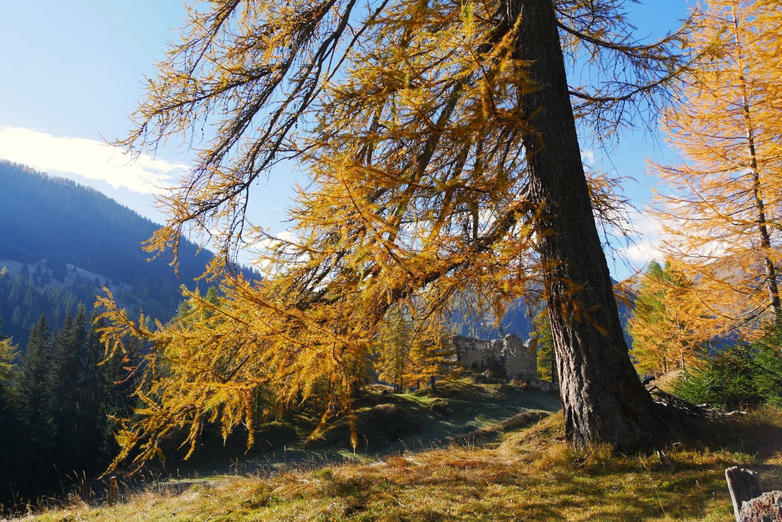 Panasonic DMC-G70 sample photo. Autumn, nature, wood photography