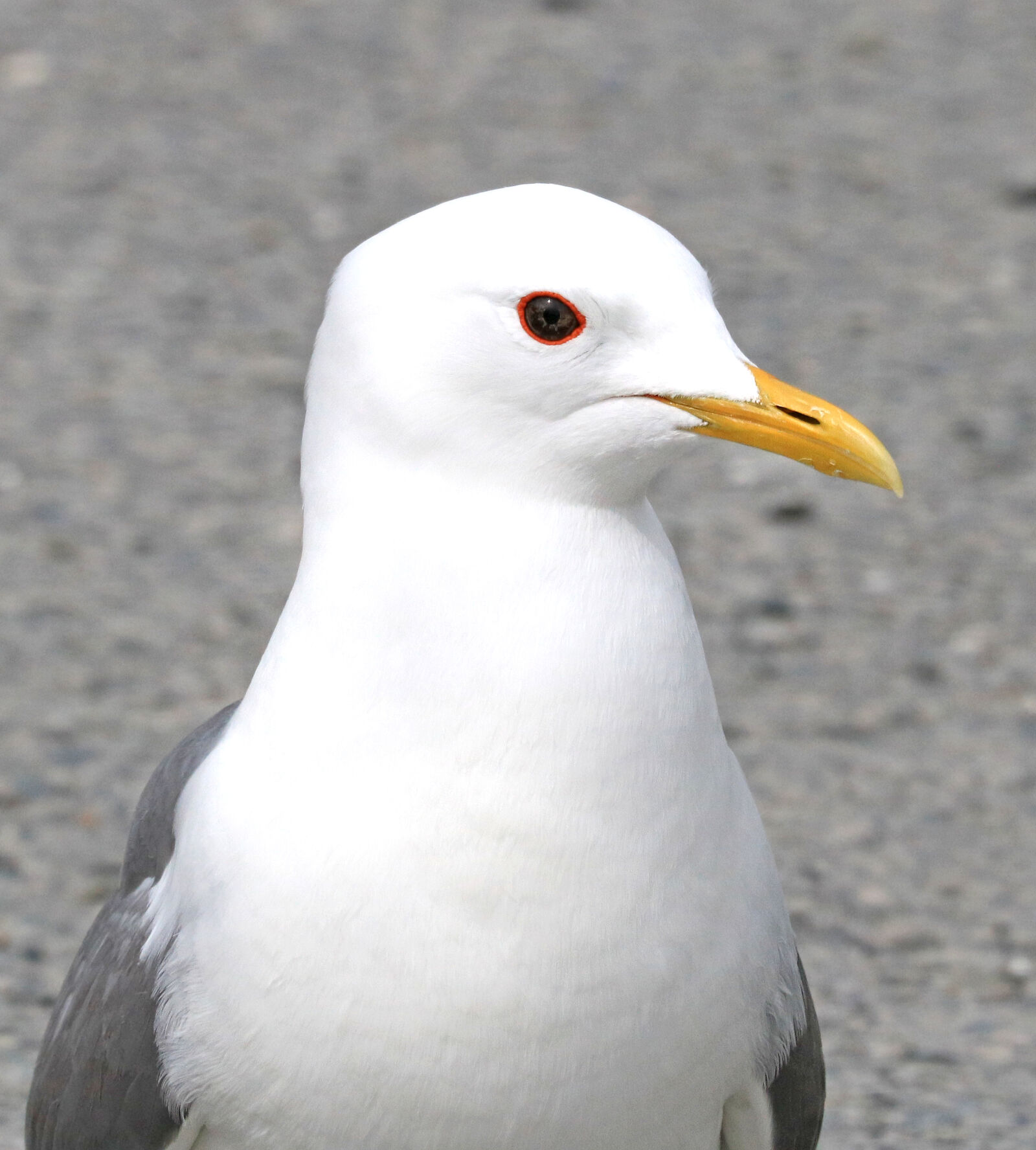 Canon EOS 750D (EOS Rebel T6i / EOS Kiss X8i) sample photo. Animal, avian, bird, feathers photography