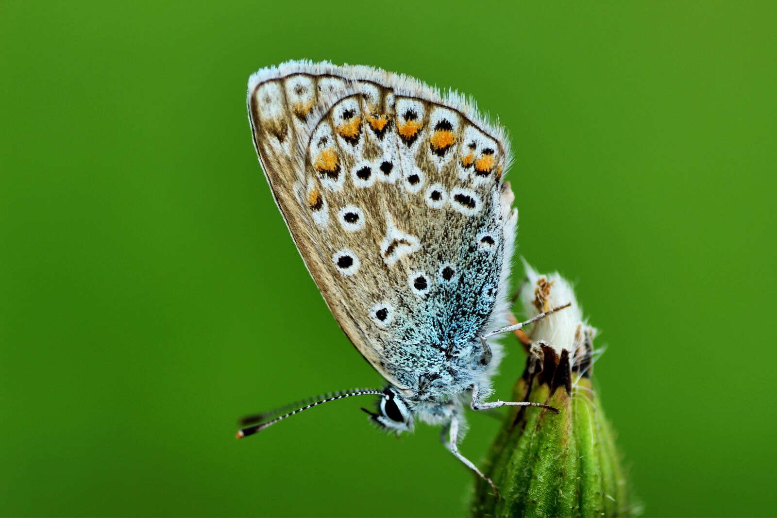 Tamron SP 90mm F2.8 Di VC USD 1:1 Macro sample photo. Common blue, butterfly, meadow photography