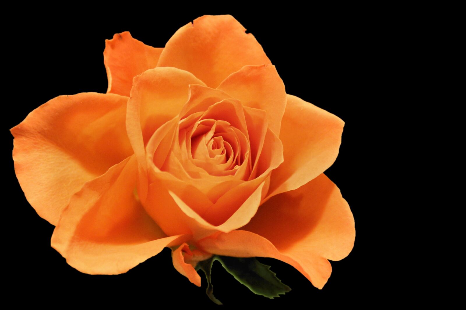 Canon EOS 600D (Rebel EOS T3i / EOS Kiss X5) sample photo. Rose, blossom, bloom photography