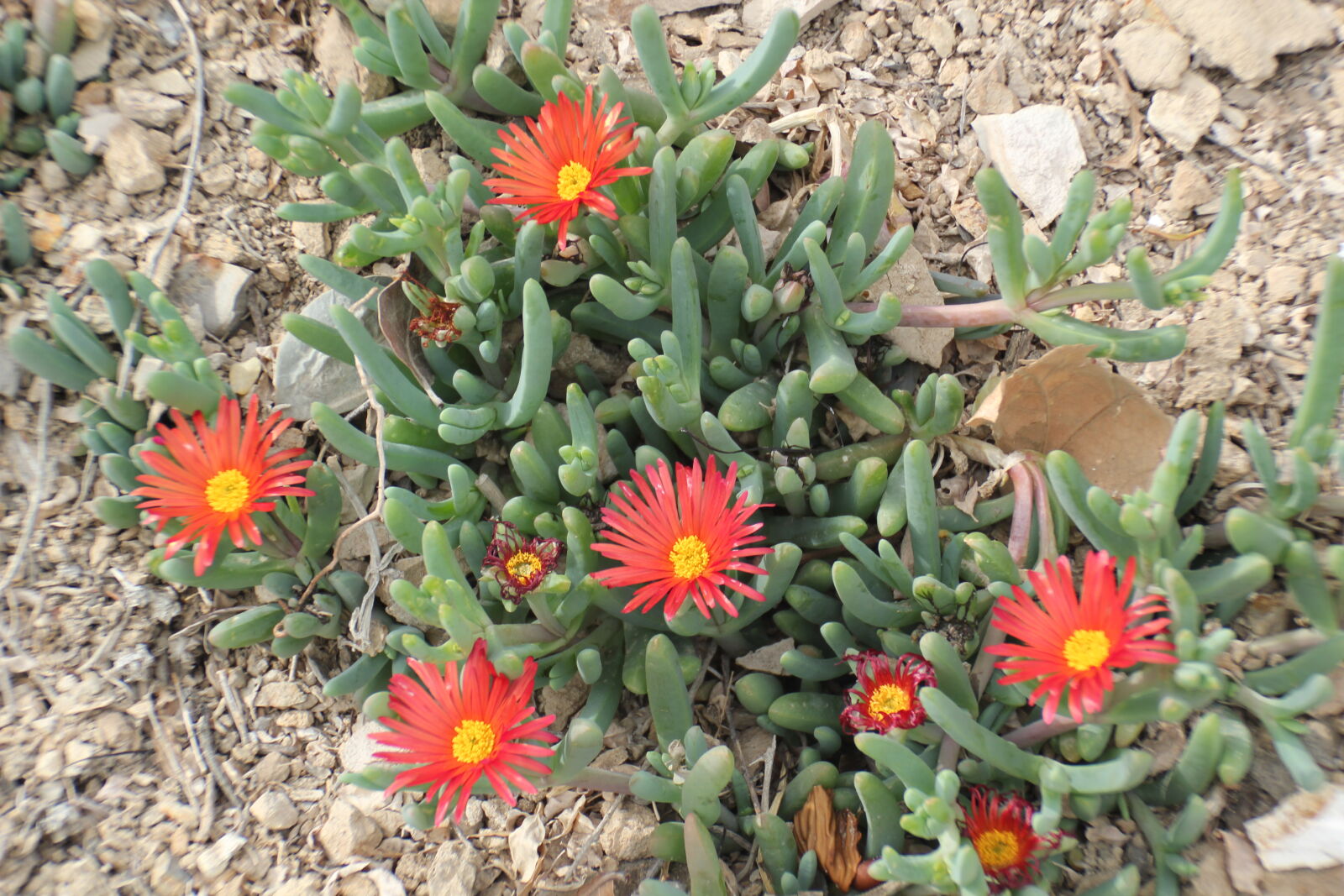 Canon EOS 550D (EOS Rebel T2i / EOS Kiss X4) sample photo. Beach, flowers photography