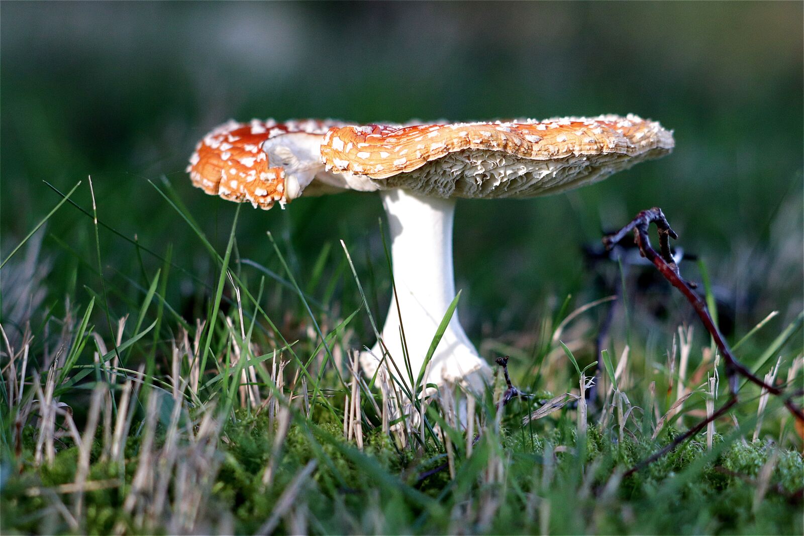 Canon EF 70-300 F4-5.6 IS II USM sample photo. Fly agaric, toxic, autumn photography