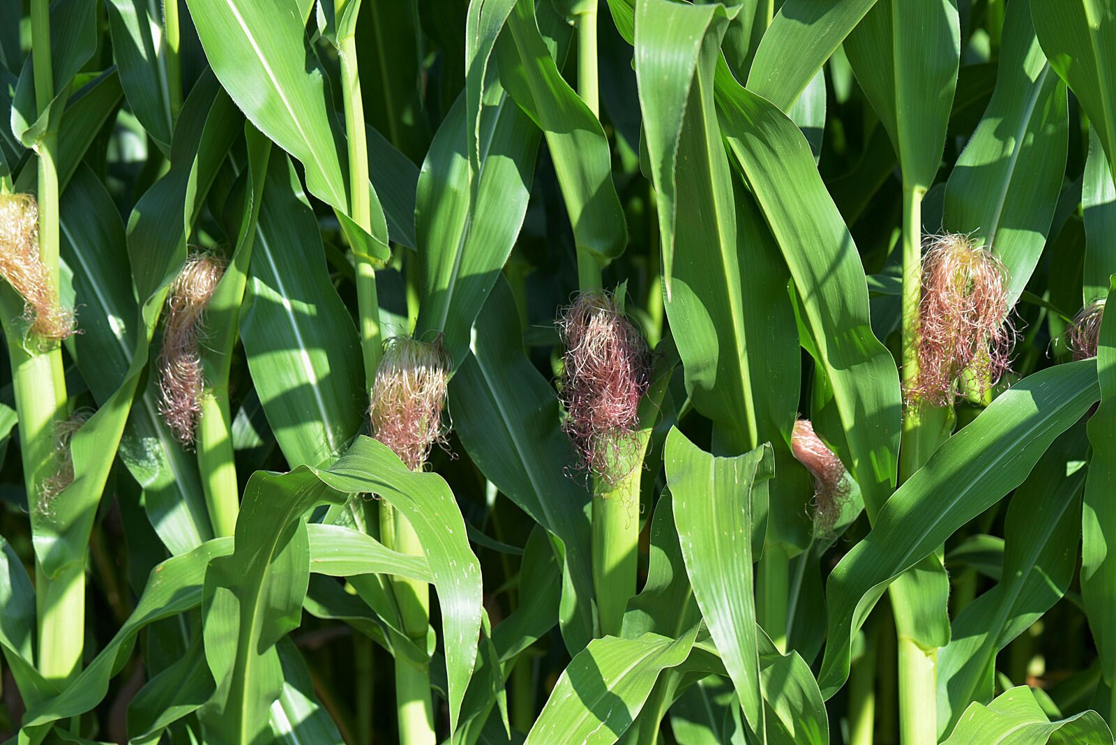 Nikon D610 sample photo. Corn, kukuruz, plant photography