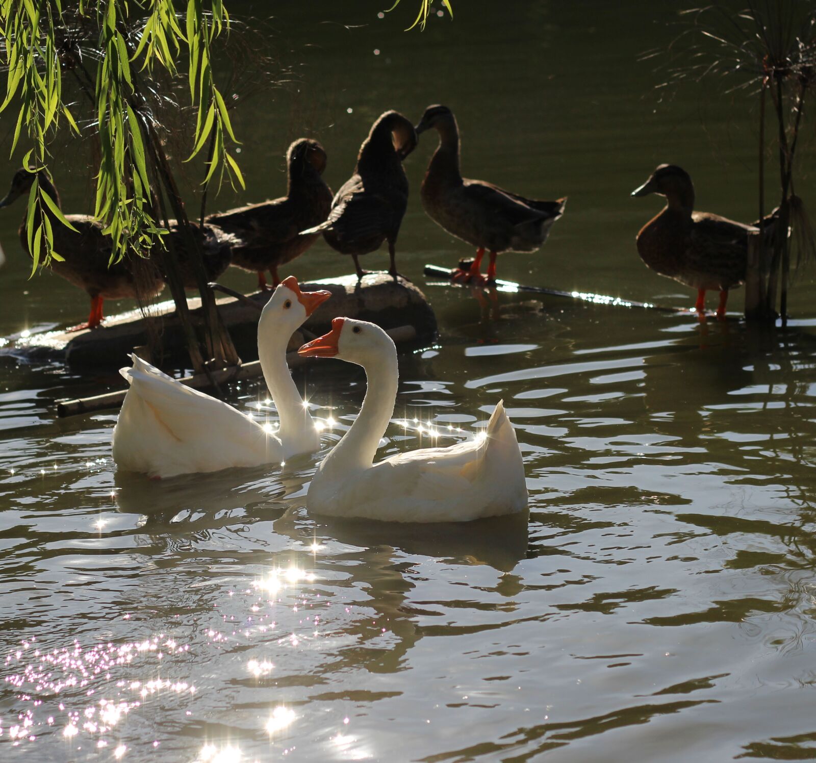 Canon EOS 600D (Rebel EOS T3i / EOS Kiss X5) + Canon EF 50mm F1.8 II sample photo. Swan, duck, willow photography