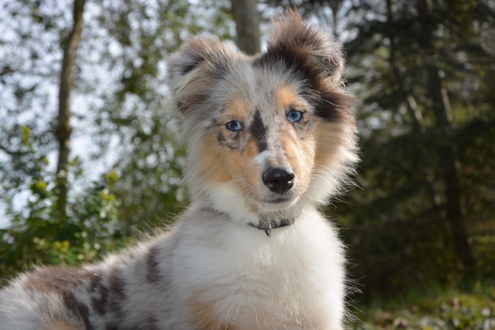 Nikon D5200 sample photo. Dog bitch shetland sheepdog photography