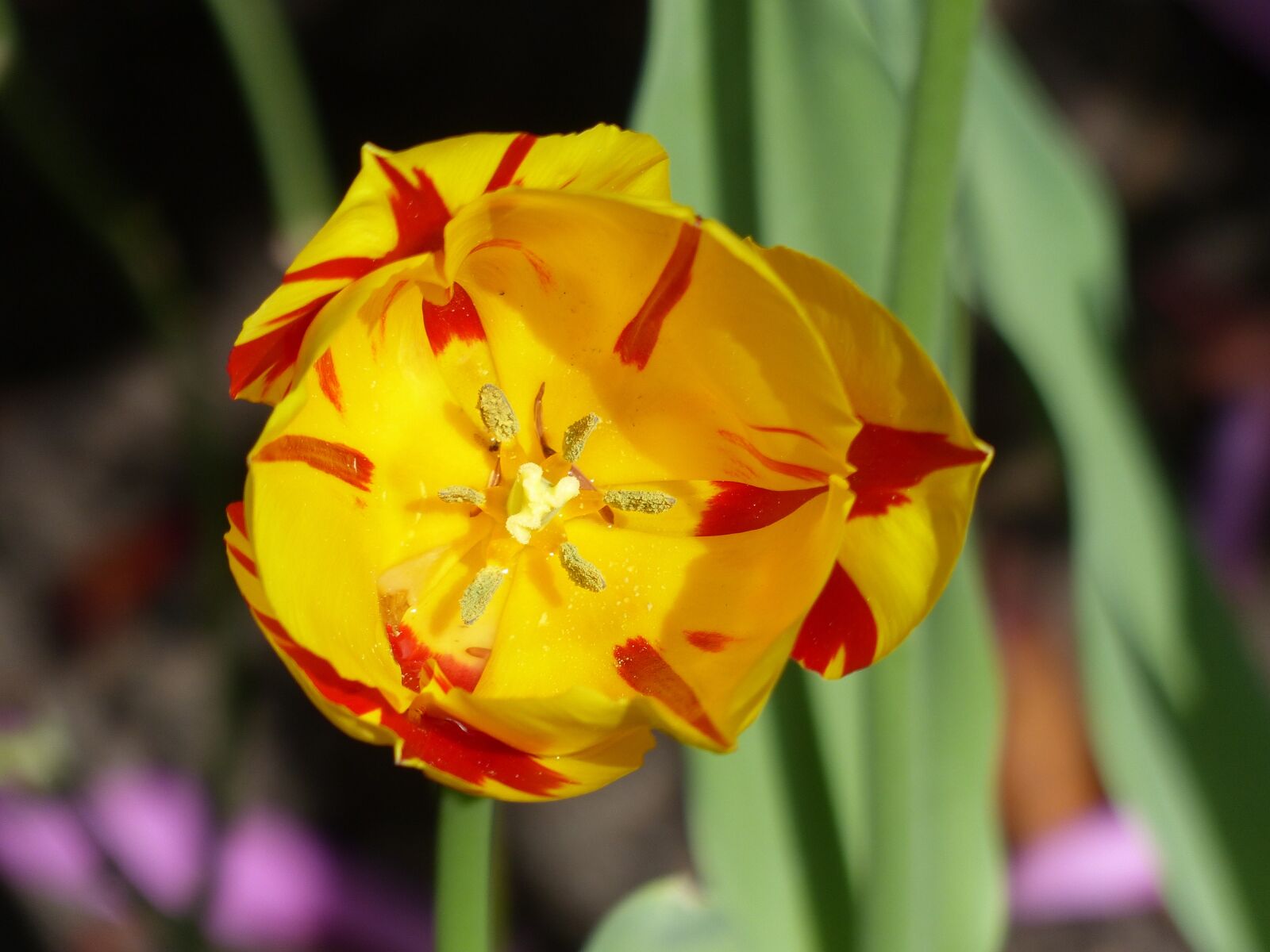 Panasonic Lumix DMC-FZ200 sample photo. Tulip, cup, blossom photography