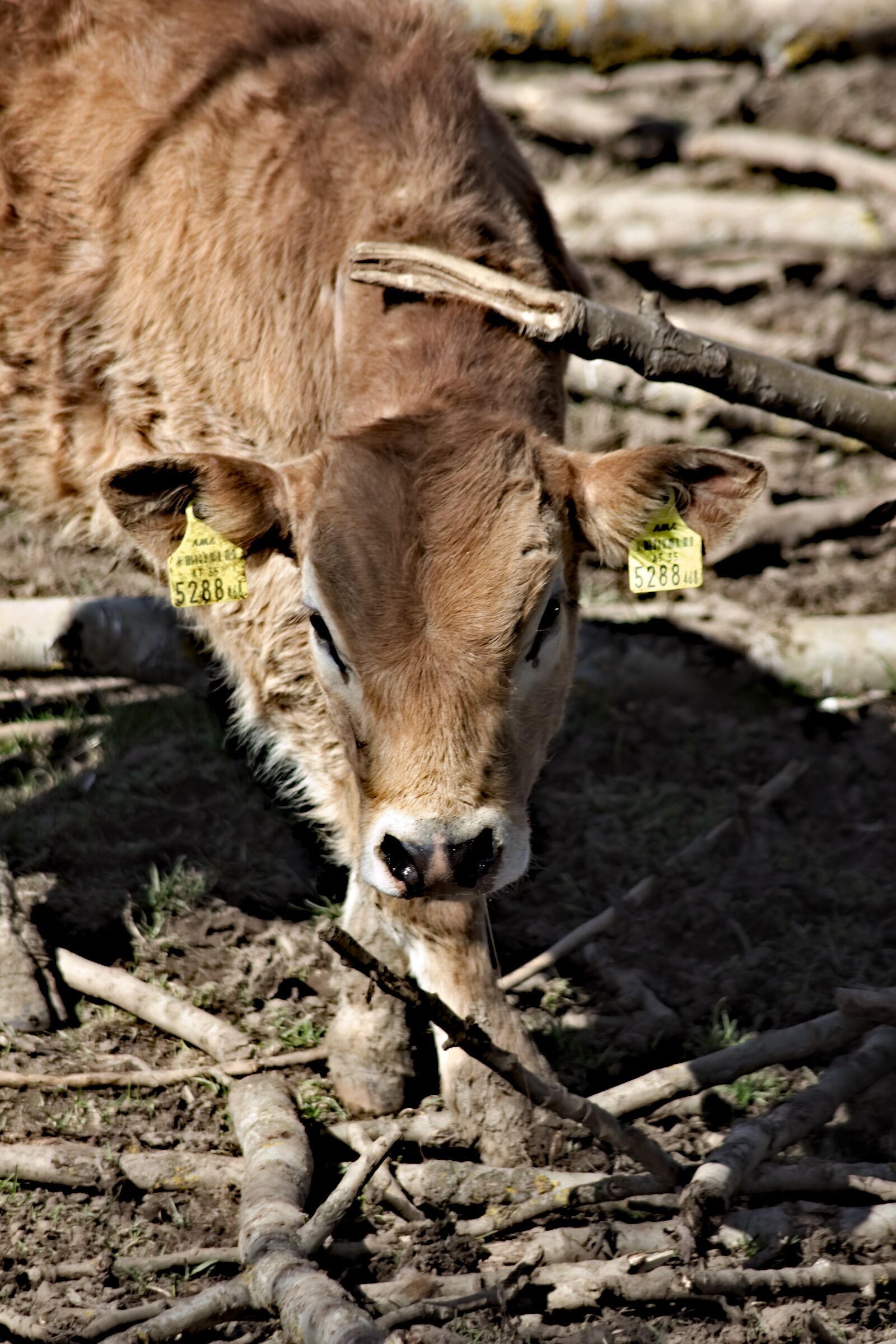 Canon EOS 650D (EOS Rebel T4i / EOS Kiss X6i) sample photo. Calf, animal, agriculture photography