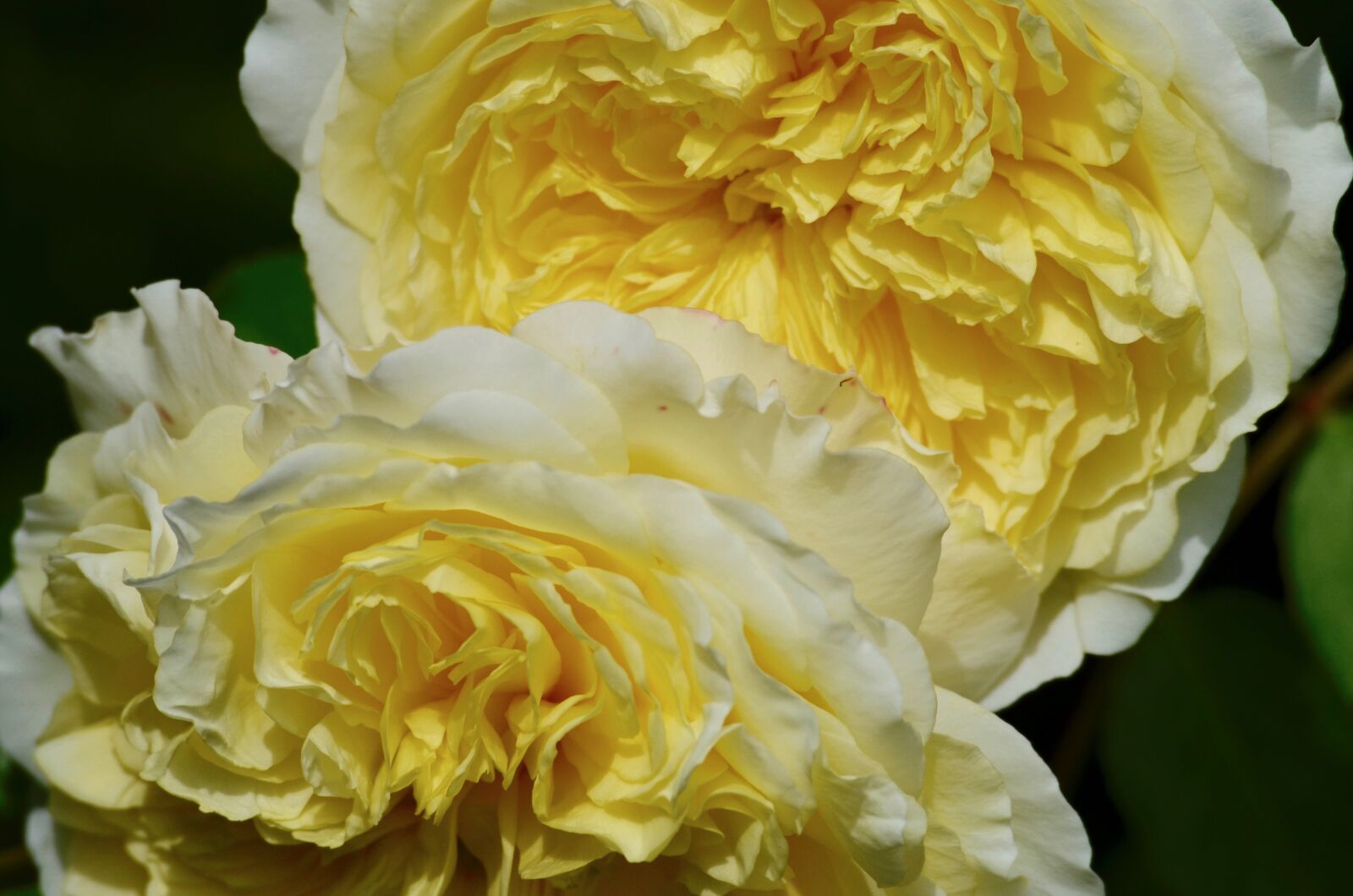 Nikon D5100 sample photo. Rose, blossom, bloom photography