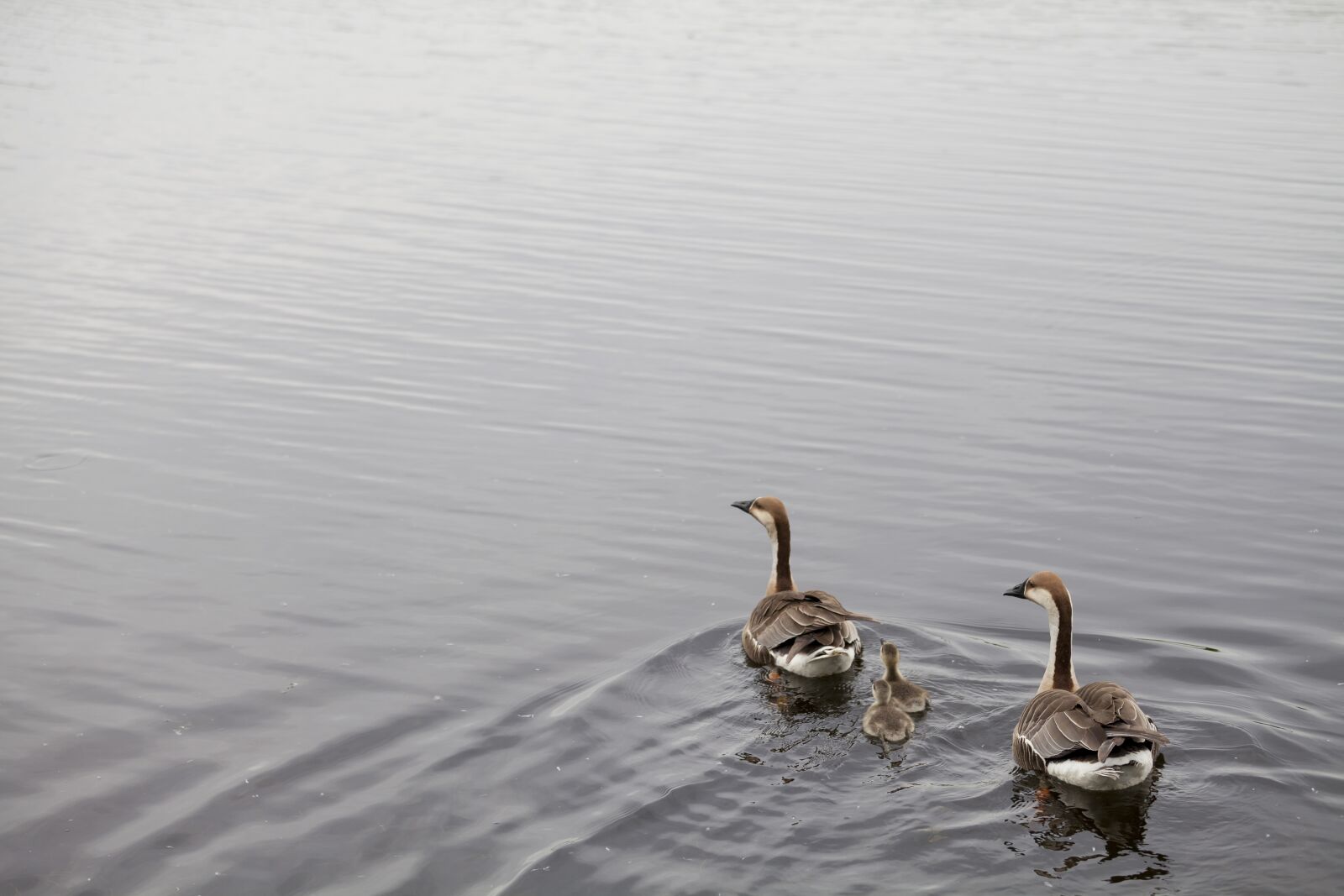 Canon EF 70-200mm F4L IS USM sample photo. Duck, nature, pond photography