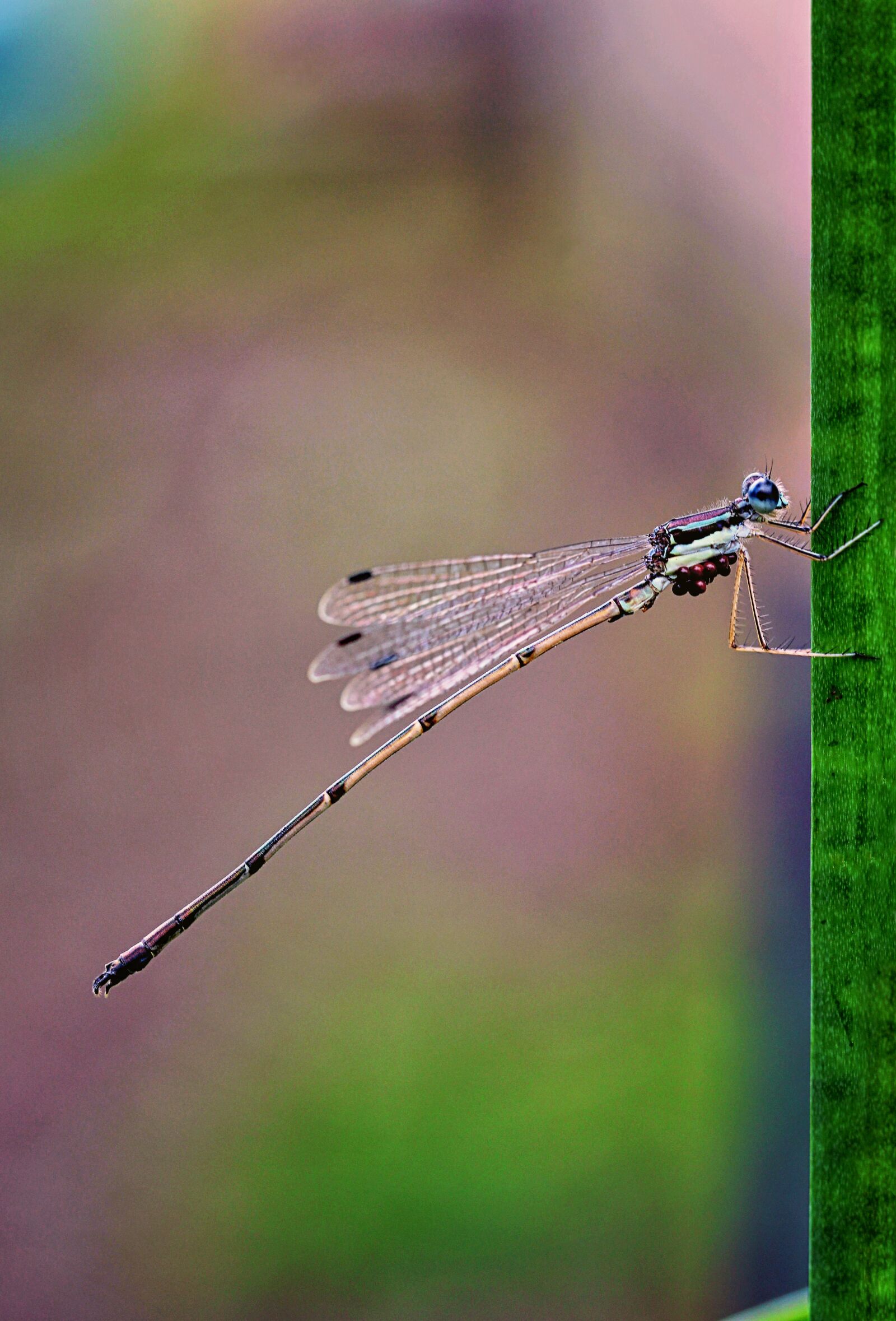 Canon EF 100mm F2.8L Macro IS USM sample photo. Macrophotography, damselfly, bug photography