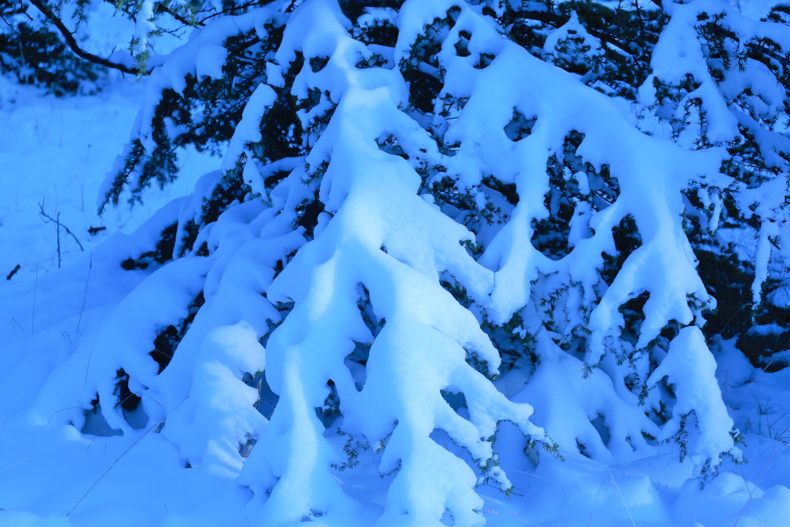 Canon EF 70-300mm F4-5.6L IS USM sample photo. Snow, winter, cold photography