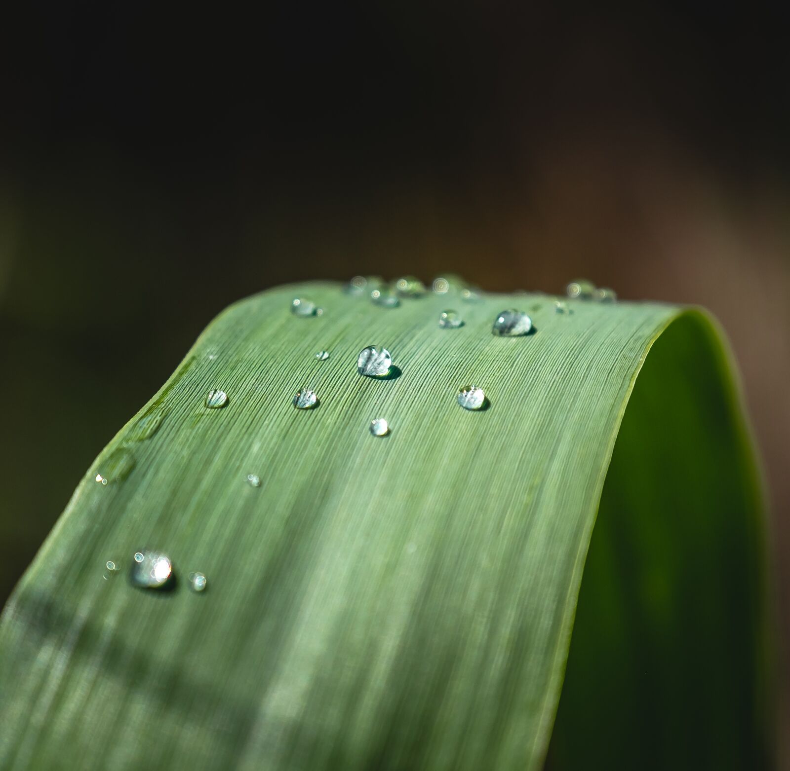 Fujifilm X-T1 sample photo. Leaf, drops, green photography
