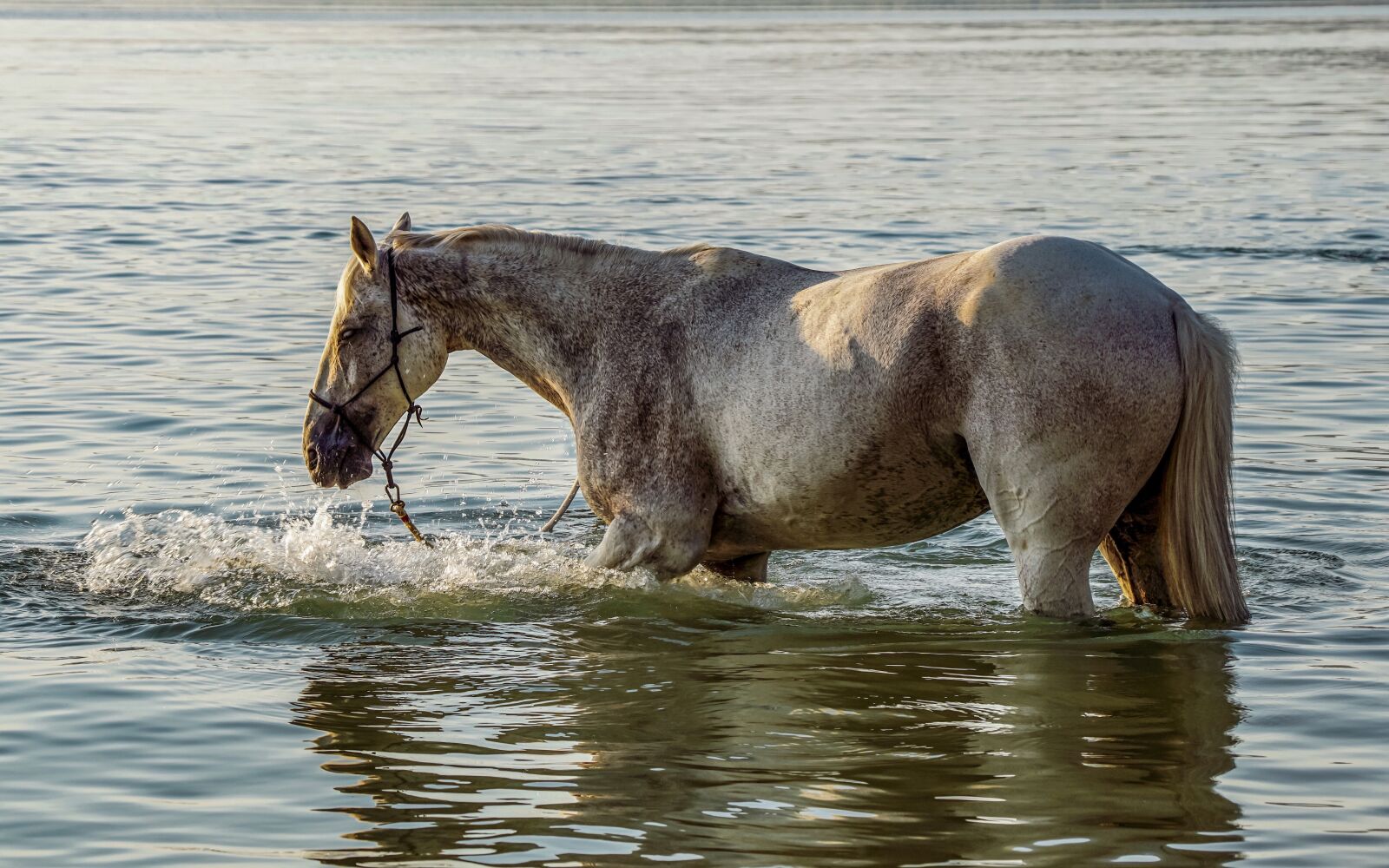 Sony DT 18-135mm F3.5-5.6 SAM sample photo. Horse, swim, lake photography
