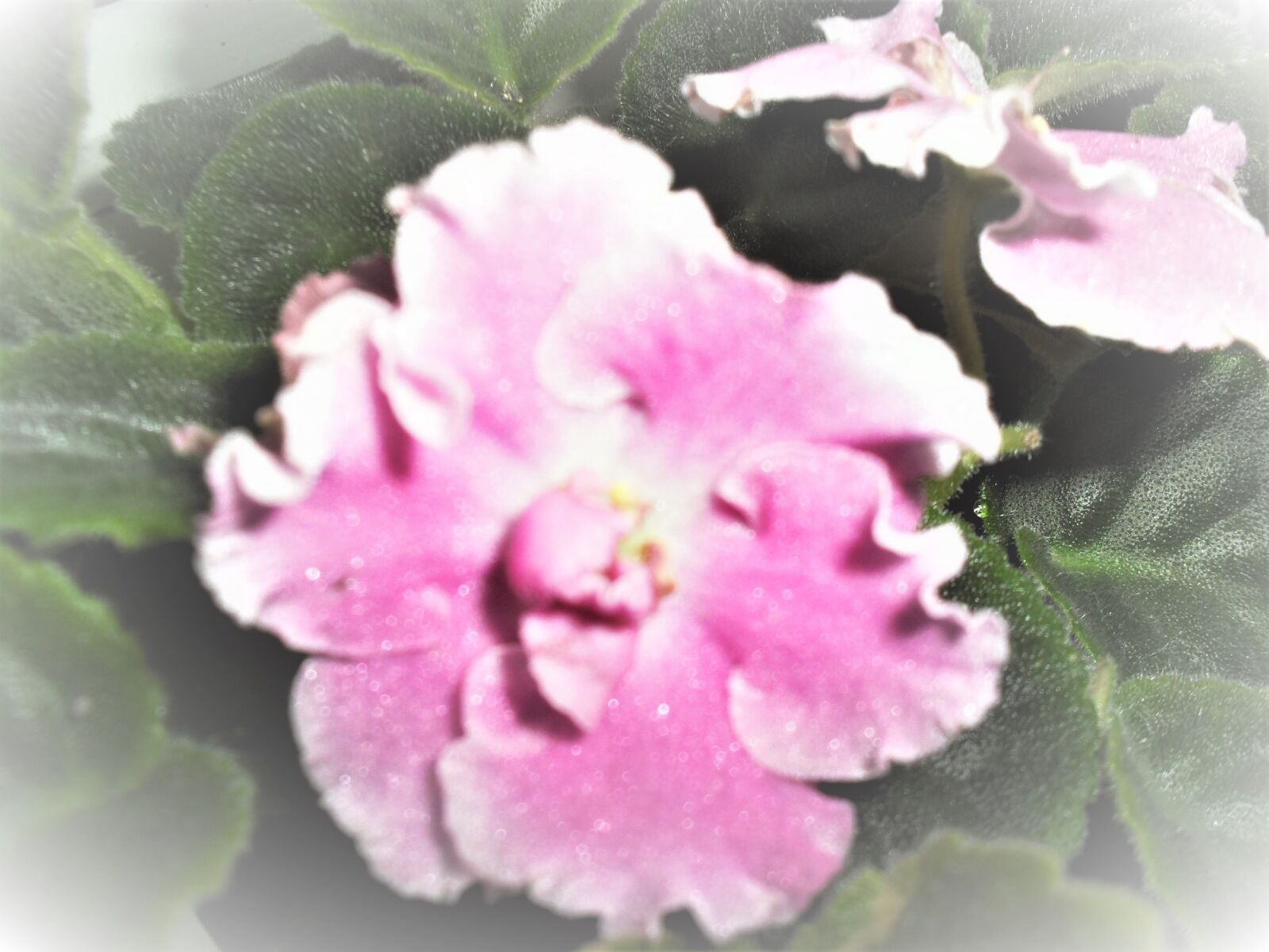 Samsung ES60 / VLUU ES60 /  SL105 /  ES63 sample photo. Pink, beautiful, violet photography