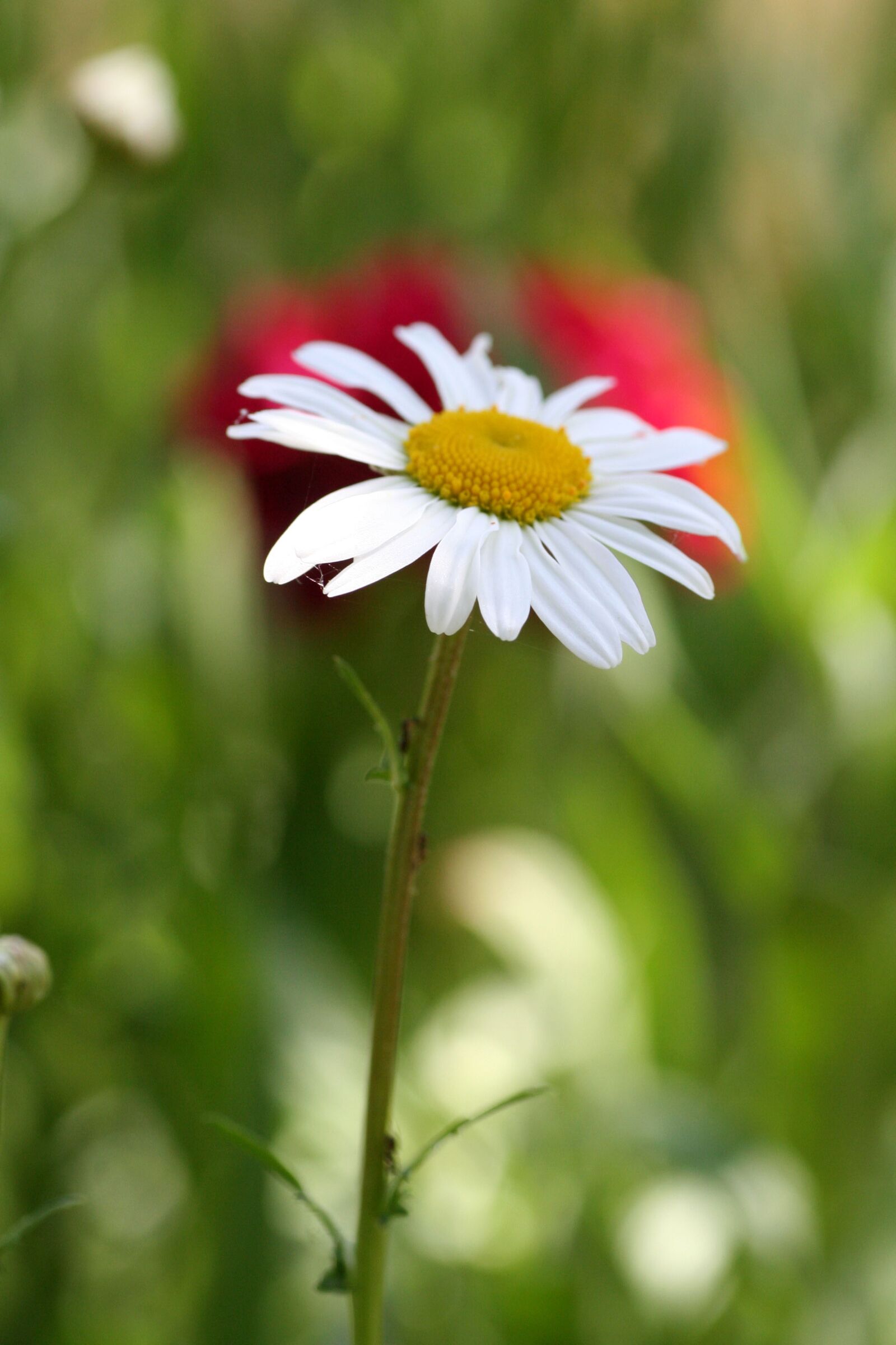 Canon EOS 350D (EOS Digital Rebel XT / EOS Kiss Digital N) sample photo. Flower, marguerite, spring photography