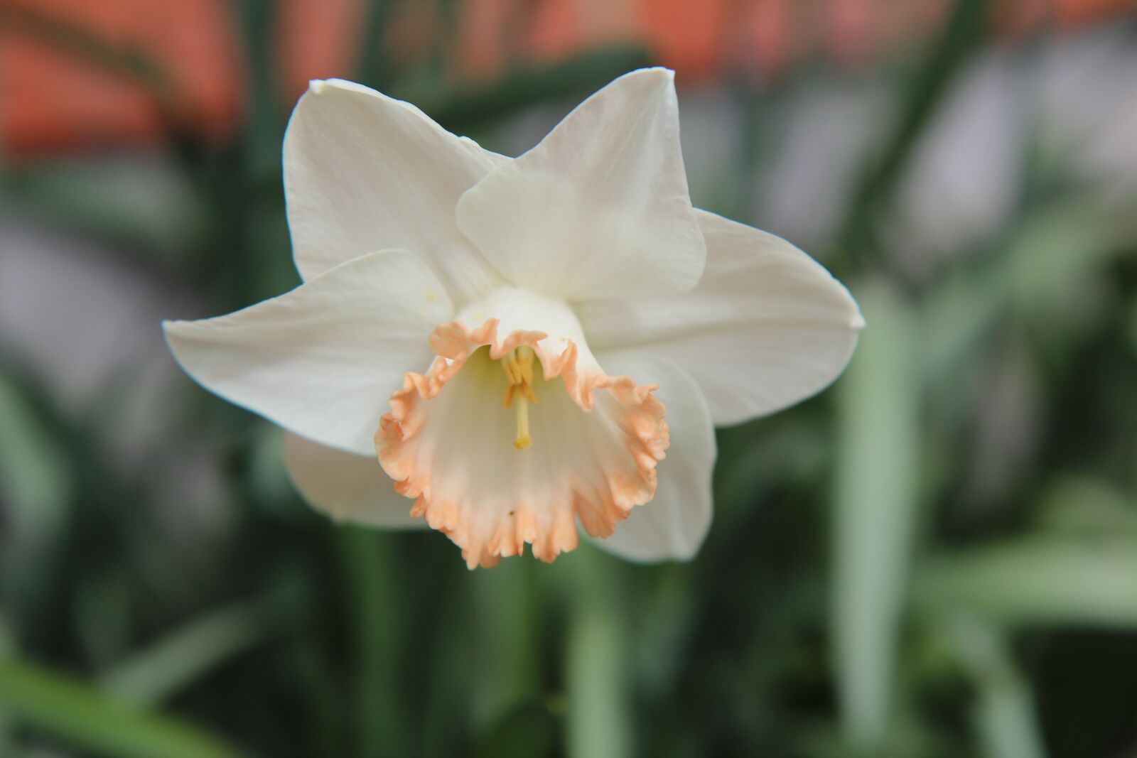 Canon EOS 600D (Rebel EOS T3i / EOS Kiss X5) sample photo. Narcissus, flowering, spring photography