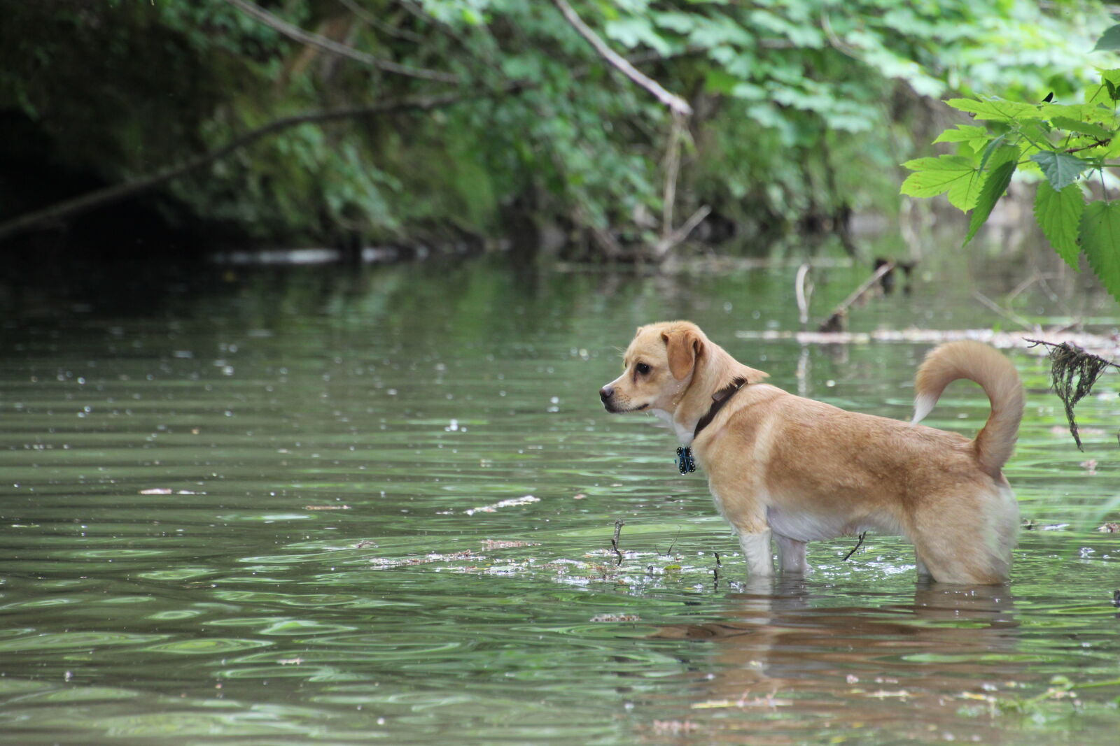 Canon EOS 1300D (EOS Rebel T6 / EOS Kiss X80) sample photo. Dog, dogs, nature, river photography