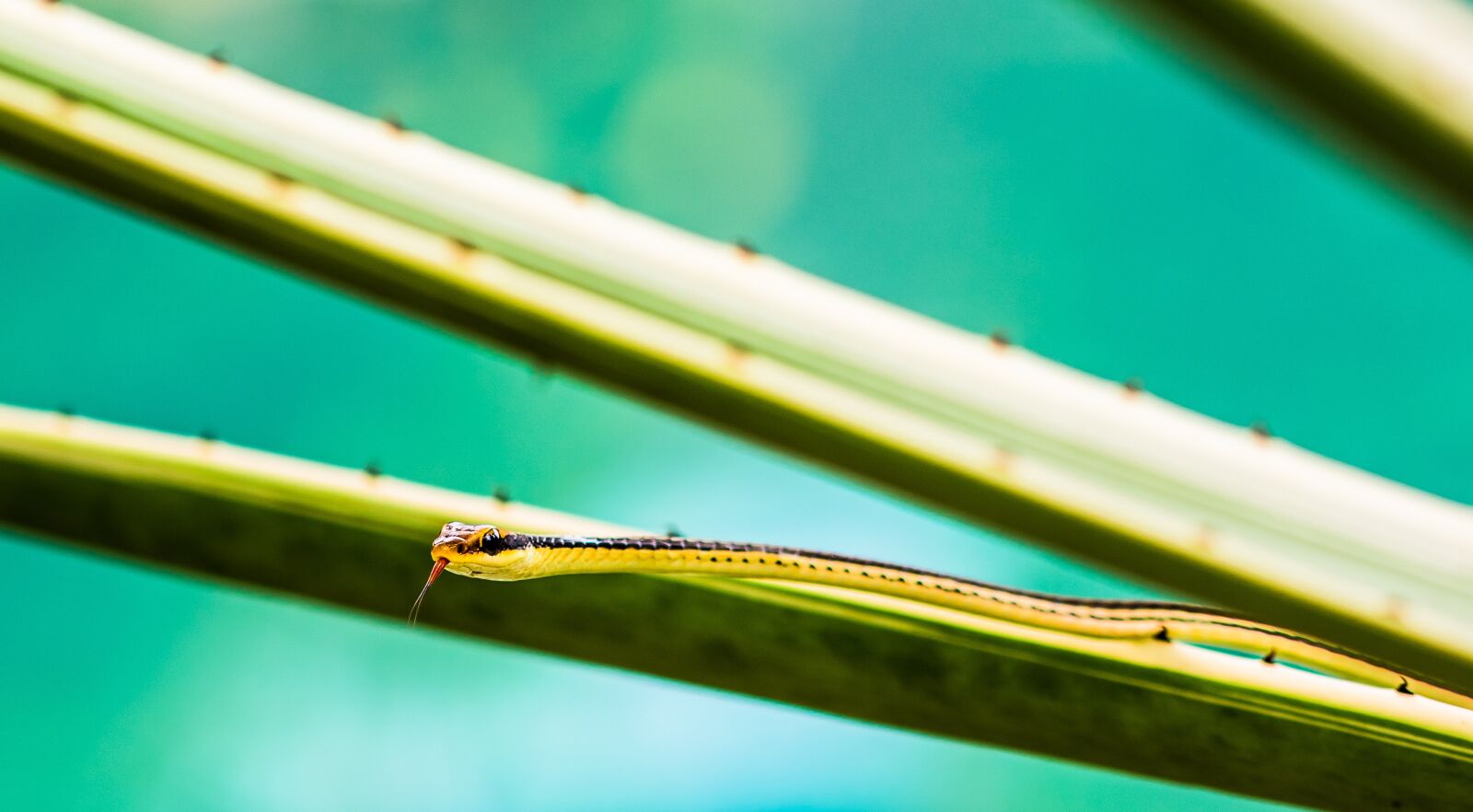 Nikon D5200 sample photo. Snake, animal, reptile photography