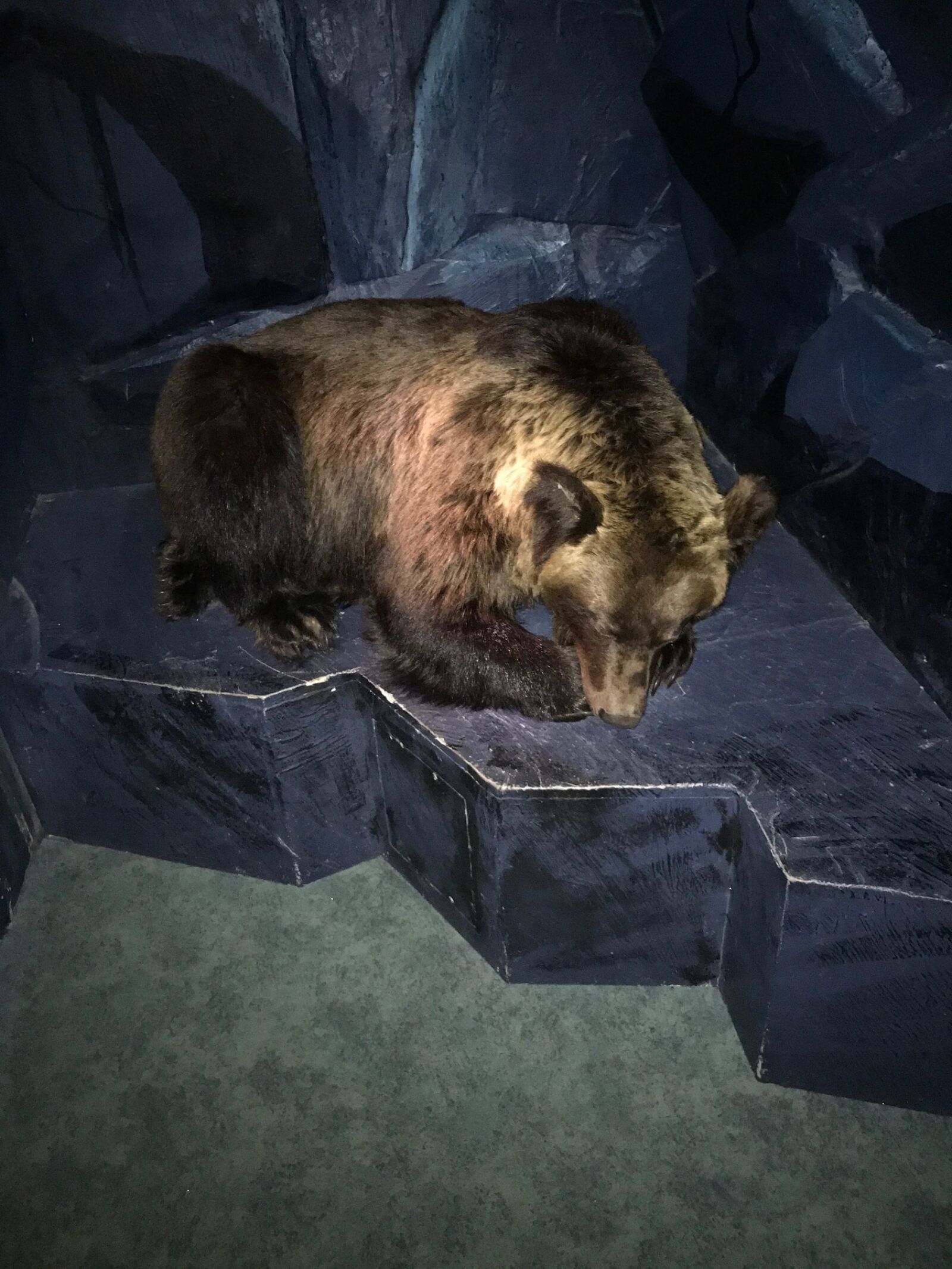 Apple iPhone 7 sample photo. Bear, animal photography