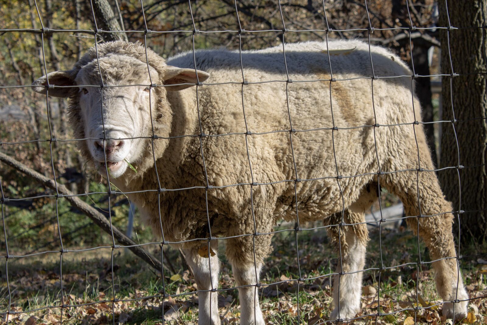 Canon EOS 1100D (EOS Rebel T3 / EOS Kiss X50) sample photo. Sheep, zoo, animal photography