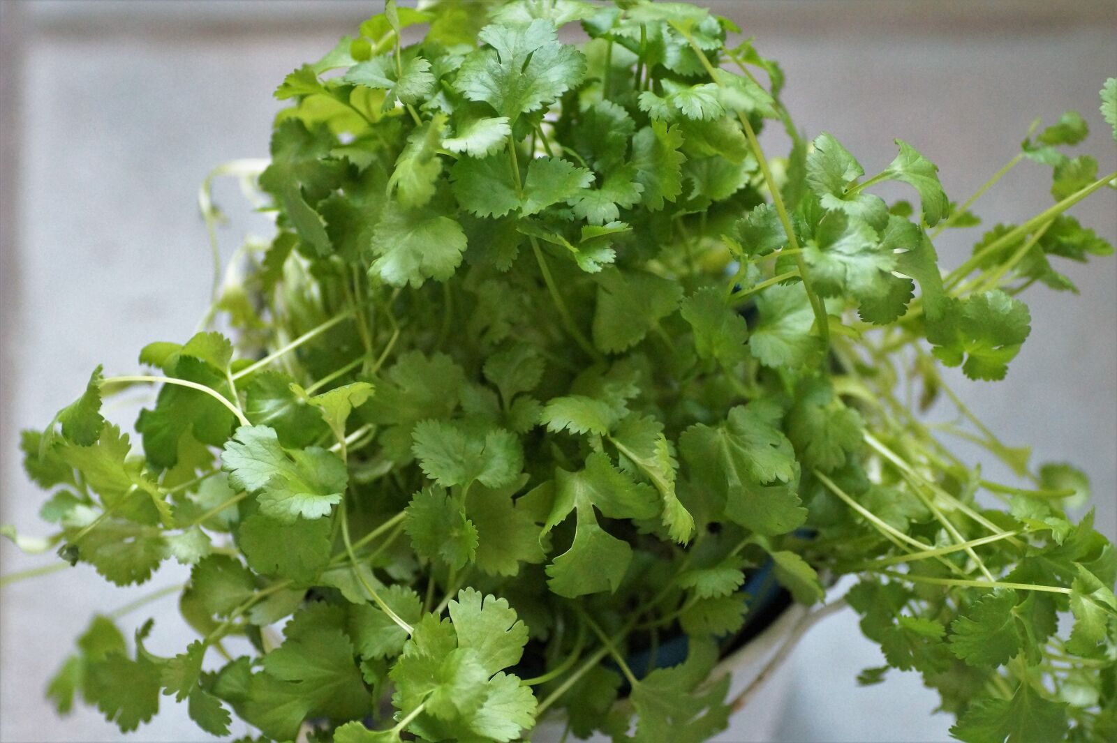 Sony SLT-A58 sample photo. Coriander, kitchen, herb photography