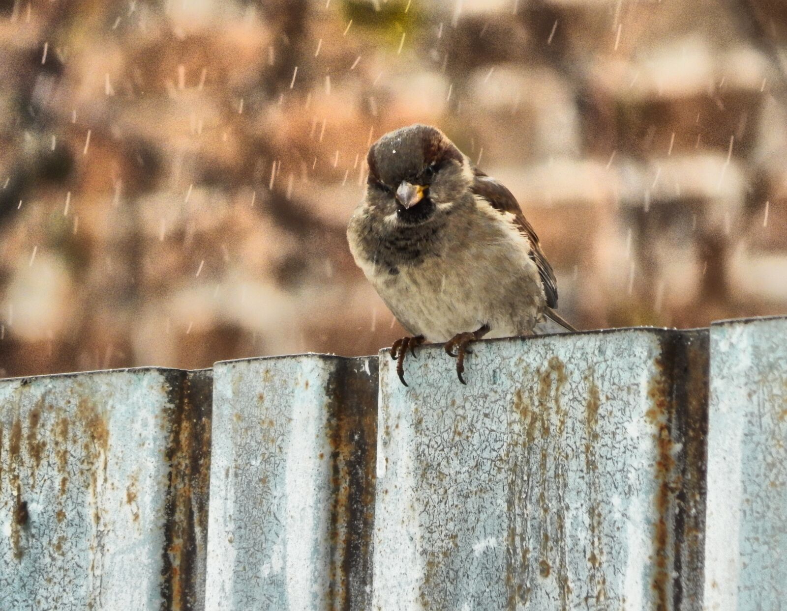 Nikon Coolpix L830 sample photo. Living nature, bird, animals photography