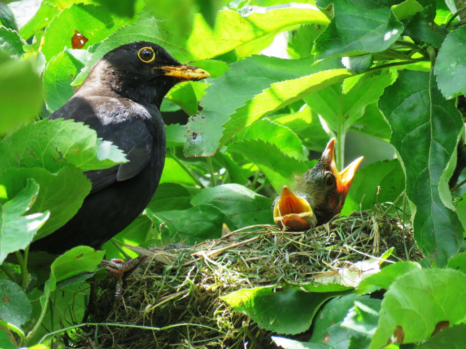 Canon PowerShot SX60 HS sample photo. Blackbird, nest, bird's nest photography