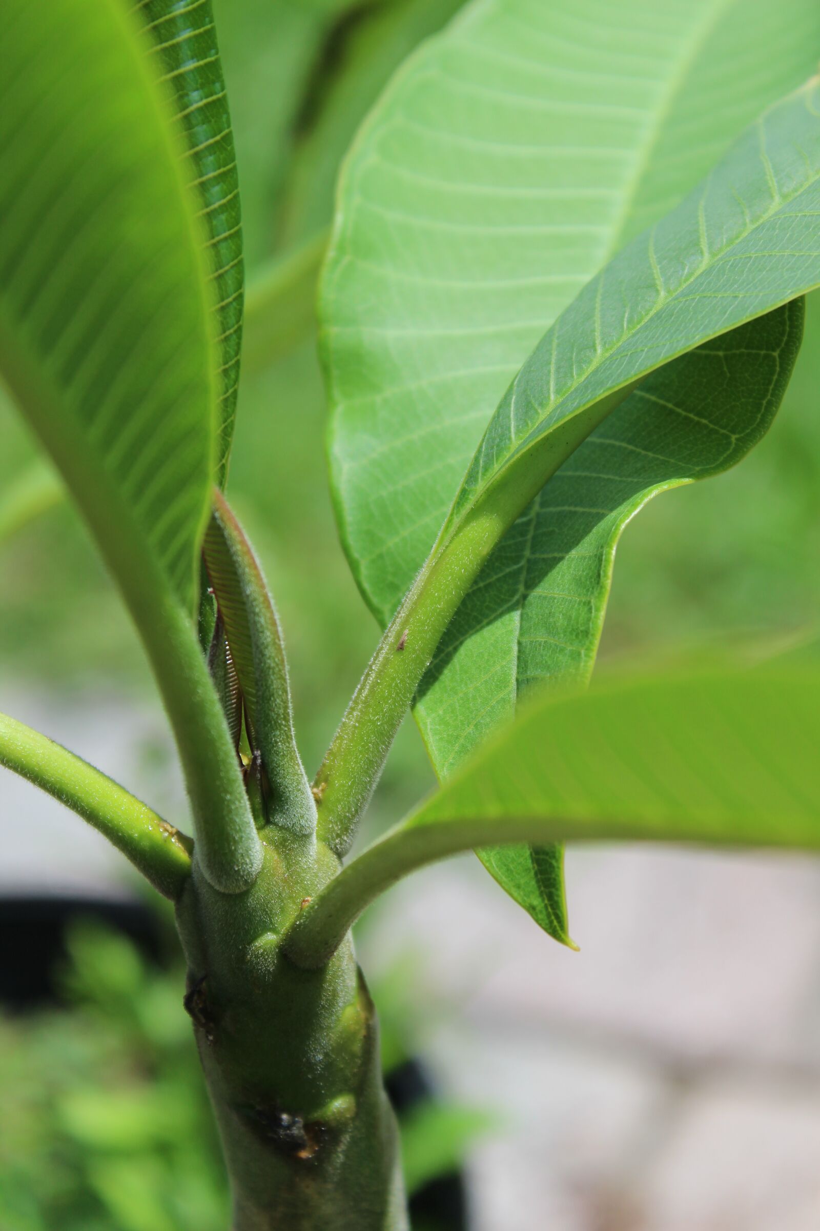 Canon EOS 1300D (EOS Rebel T6 / EOS Kiss X80) sample photo. Leaves, plumeria, garden photography