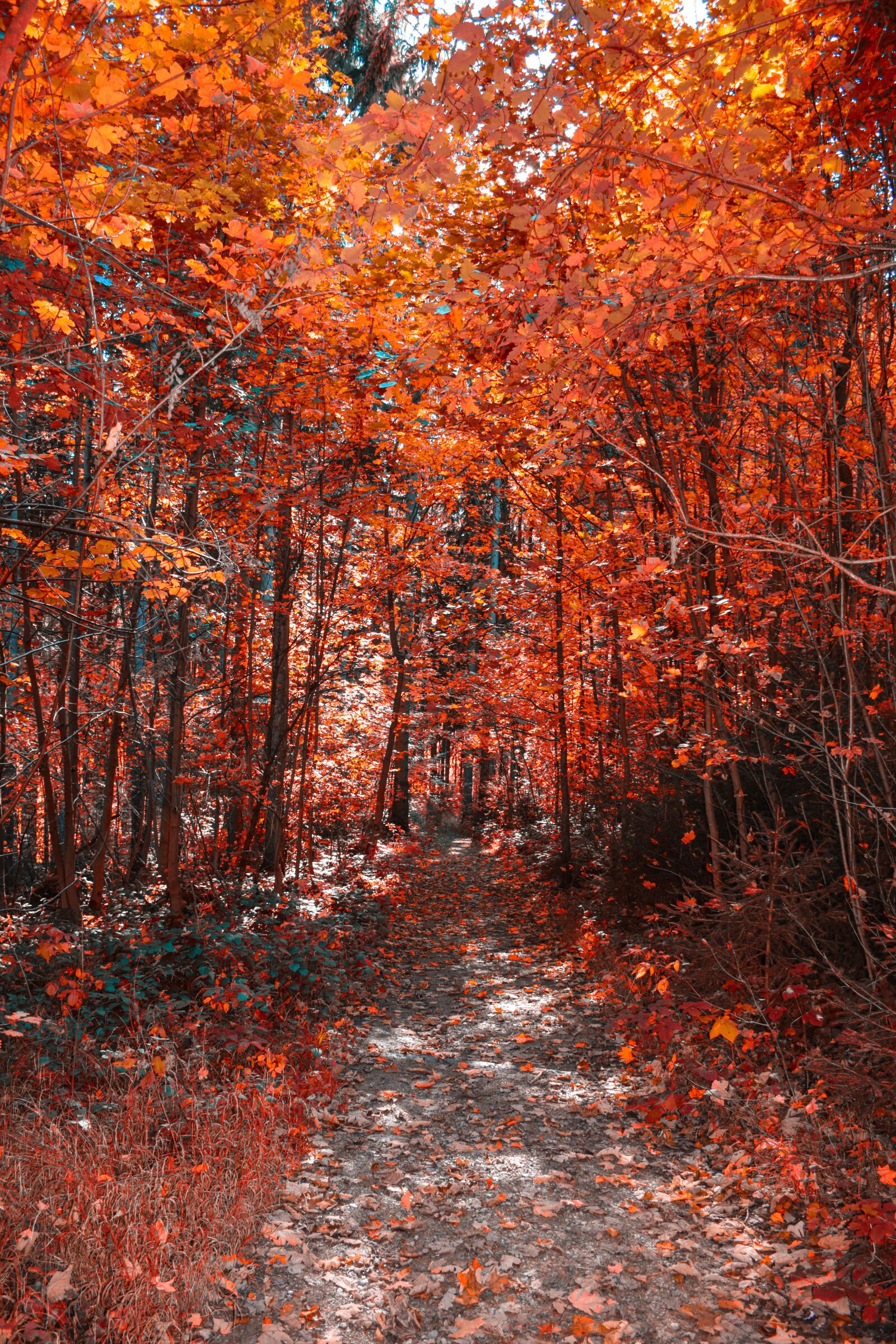 Nikon D5300 sample photo. Autumn, leaf, season photography