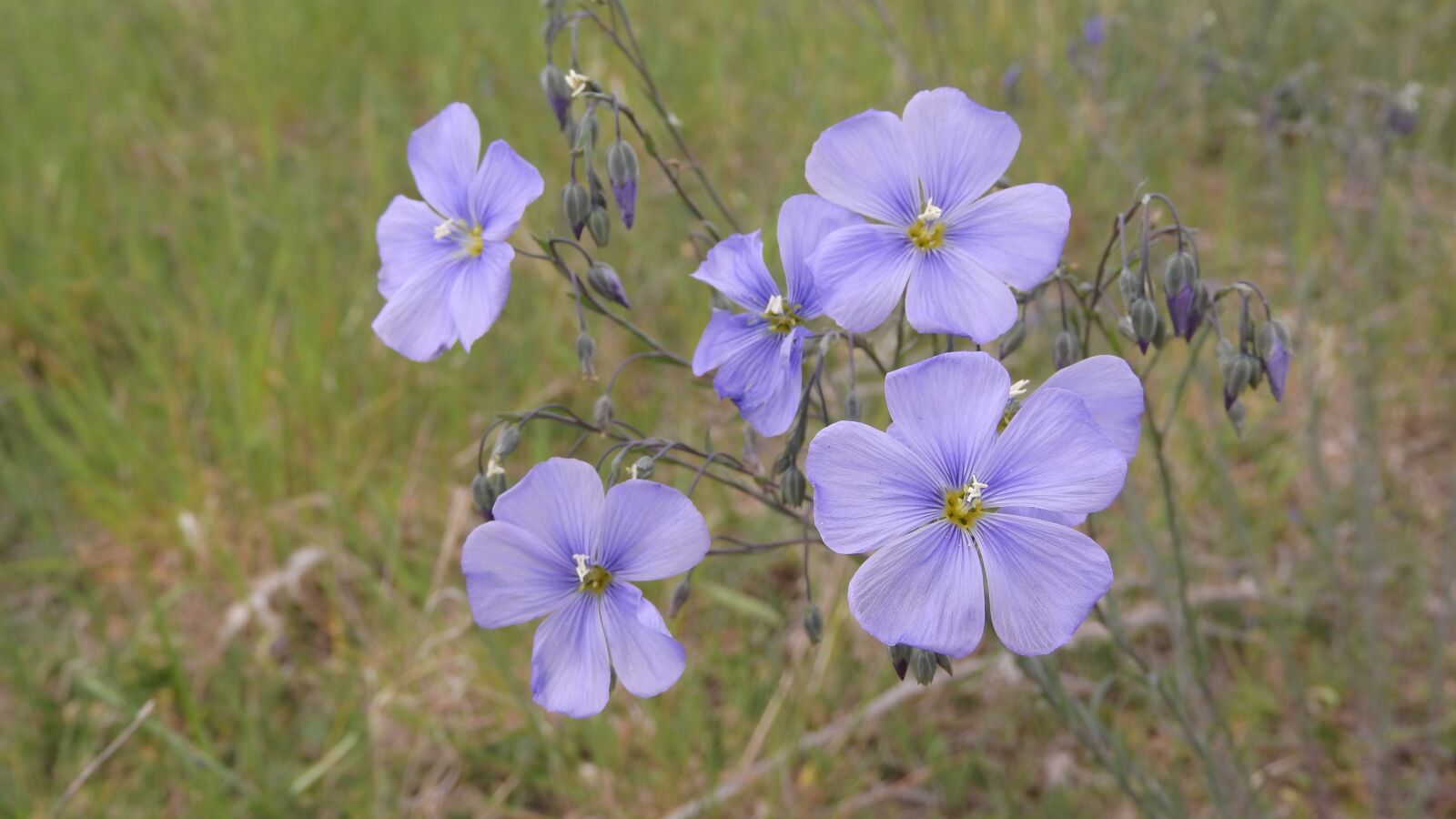 Nikon Coolpix P610 sample photo. Len, flowers of flax photography