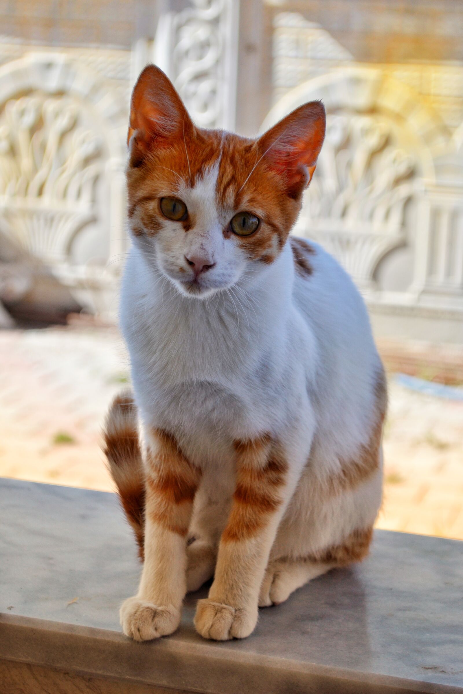 Nikon D3100 sample photo. Cat, animal, cat portrait photography