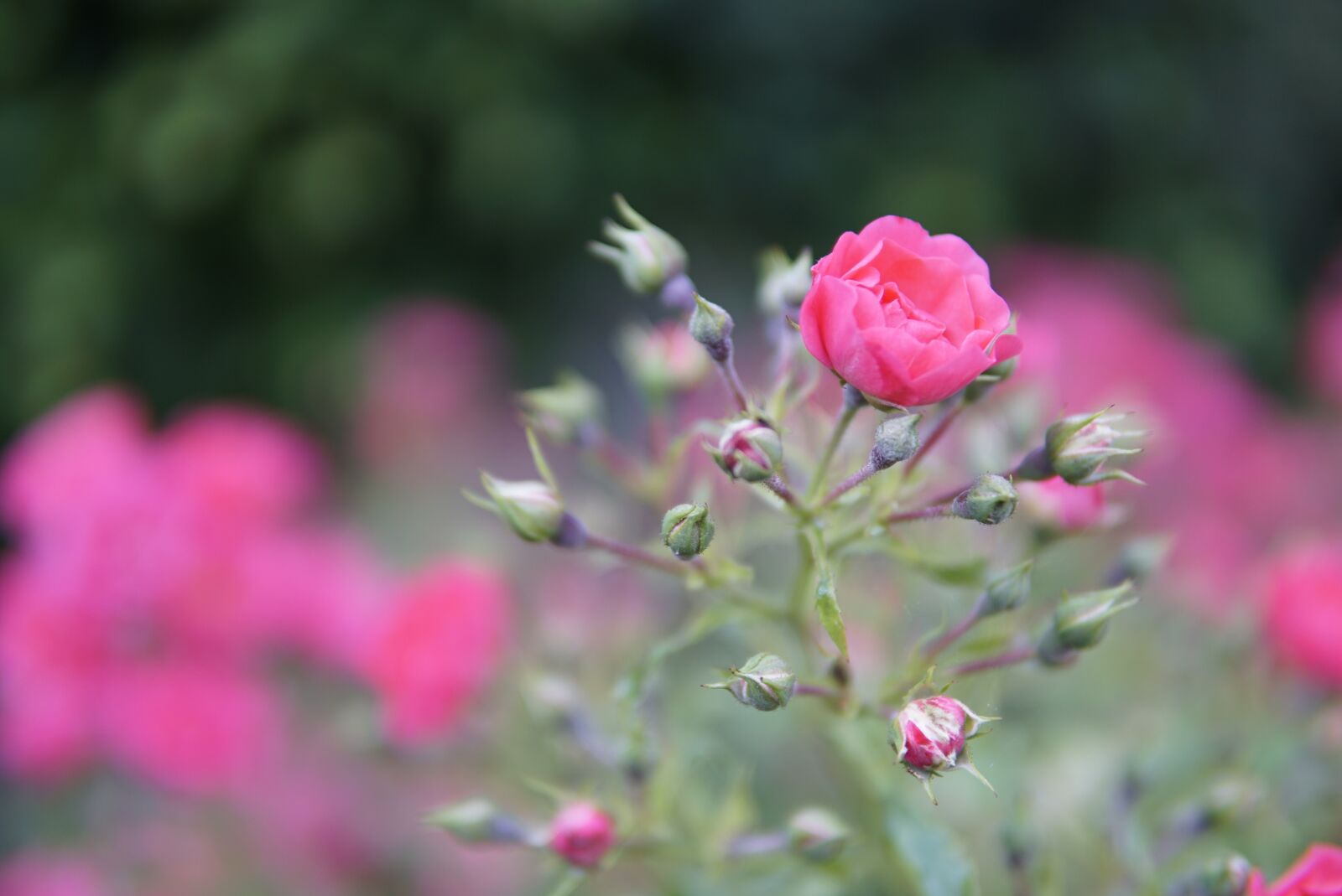 30mm F1.4 DC DN | Contemporary 016 sample photo. Roses, pink, green photography