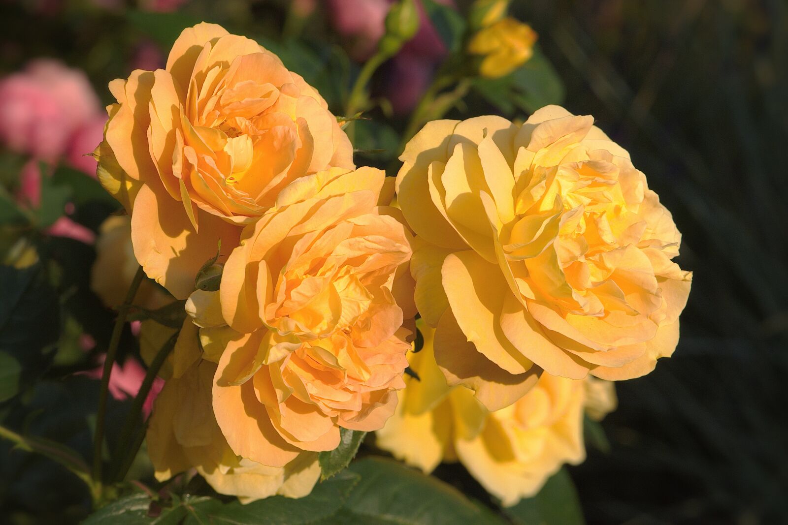Nikon D5600 sample photo. Flowers, rose, floribunda photography