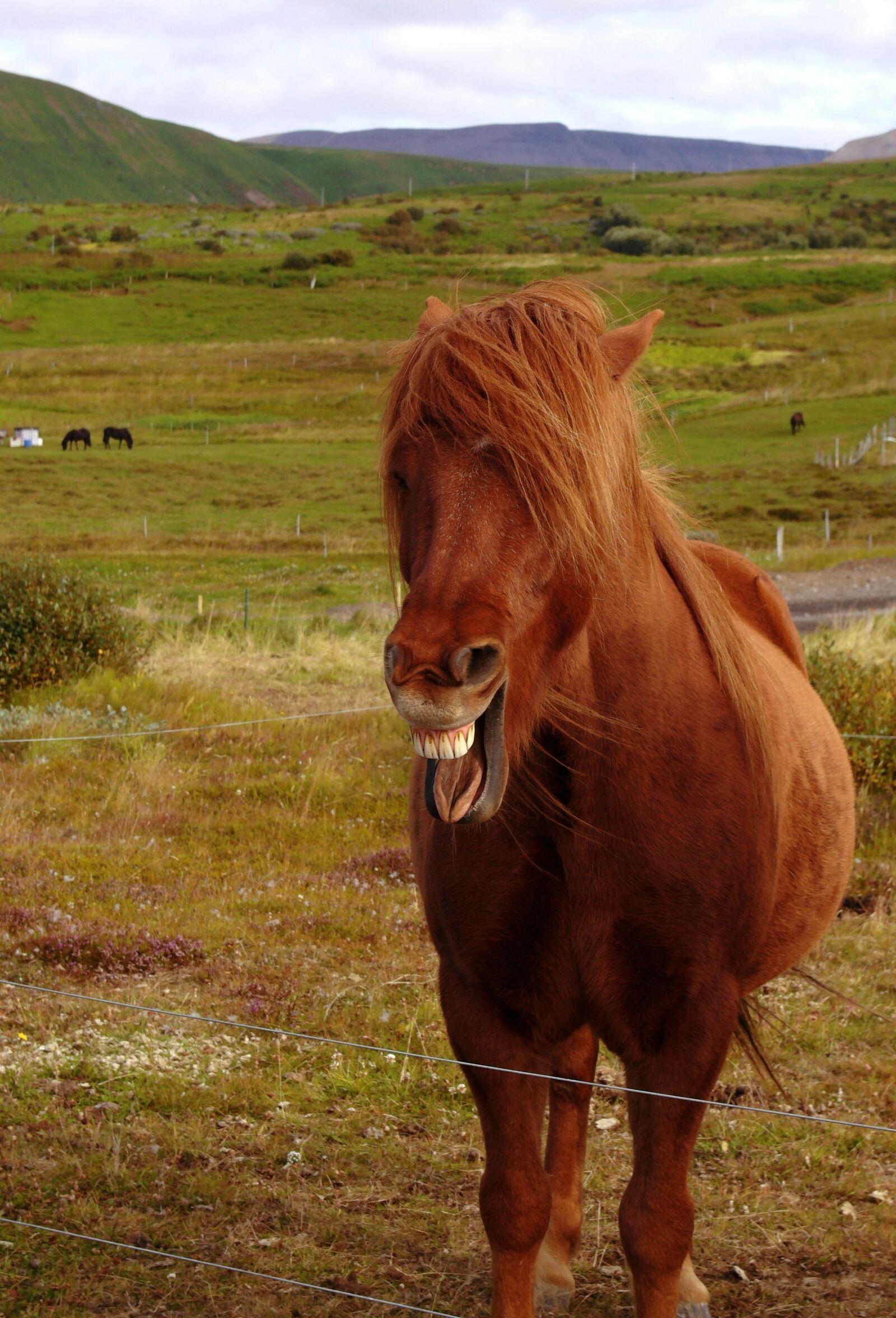 JK KODAK PIXPRO S-1 sample photo. Horse, iceland, mane photography