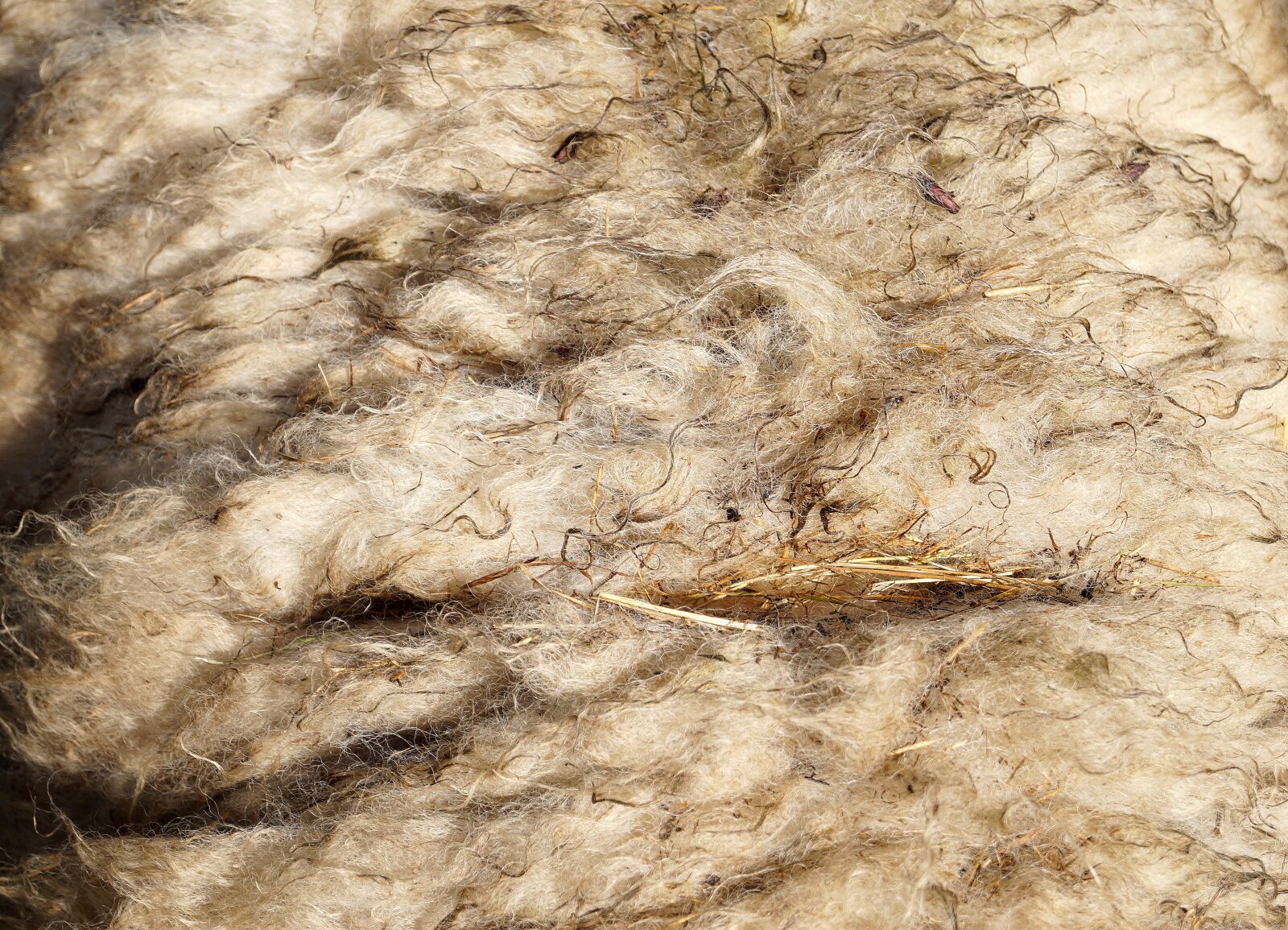 Sony DT 18-55mm F3.5-5.6 SAM II sample photo. Wool, sheep's wool, sheepskin photography